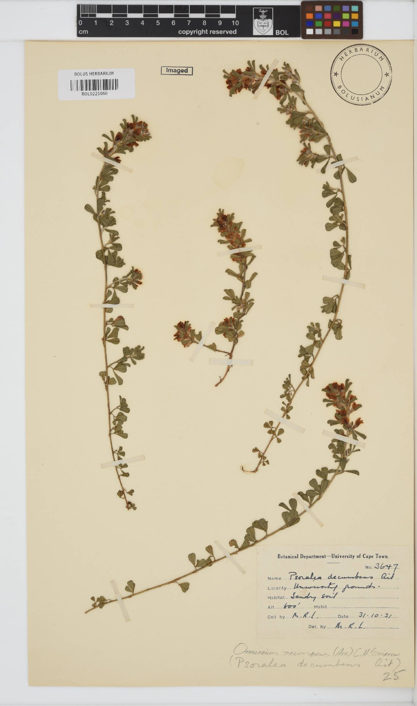 Otholobium virgatum image