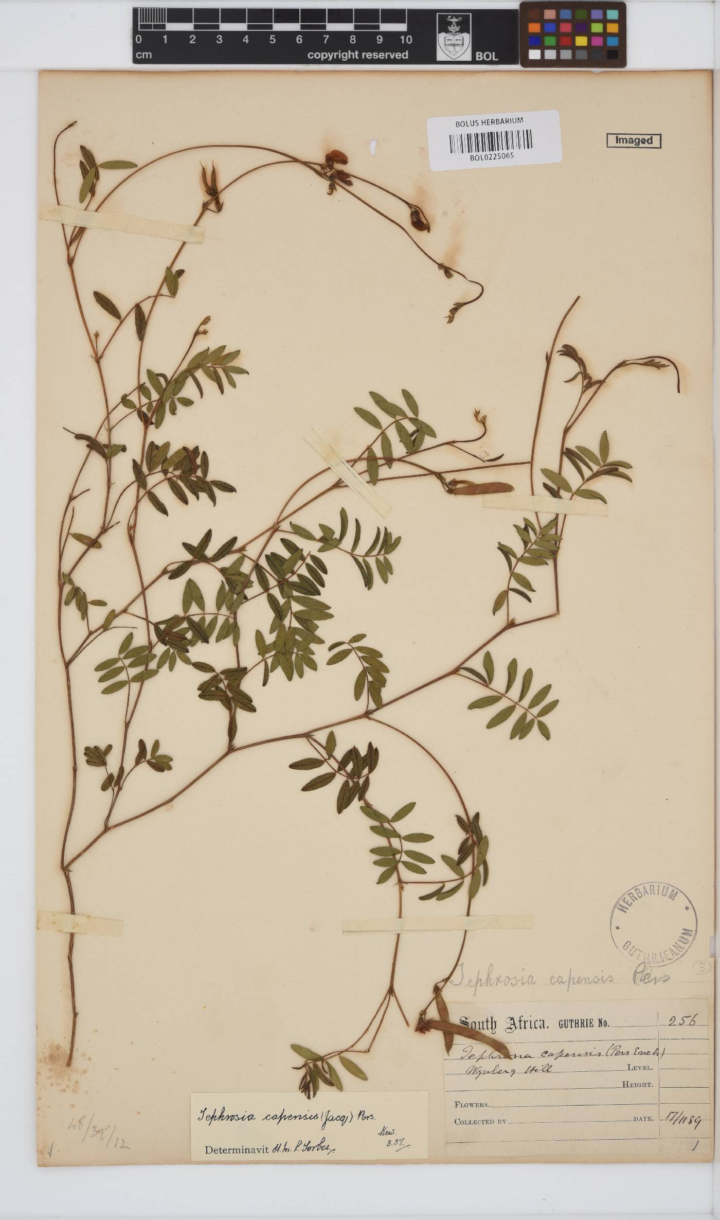 Tephrosia capensis image