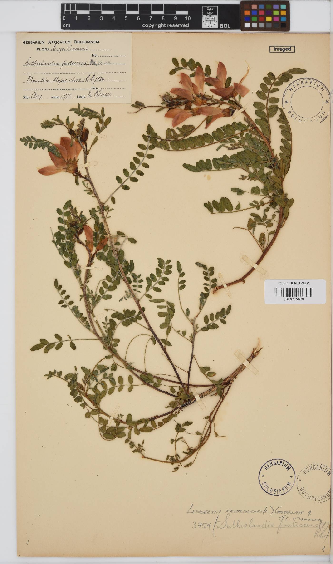 Lessertia frutescens subsp. frutescens image