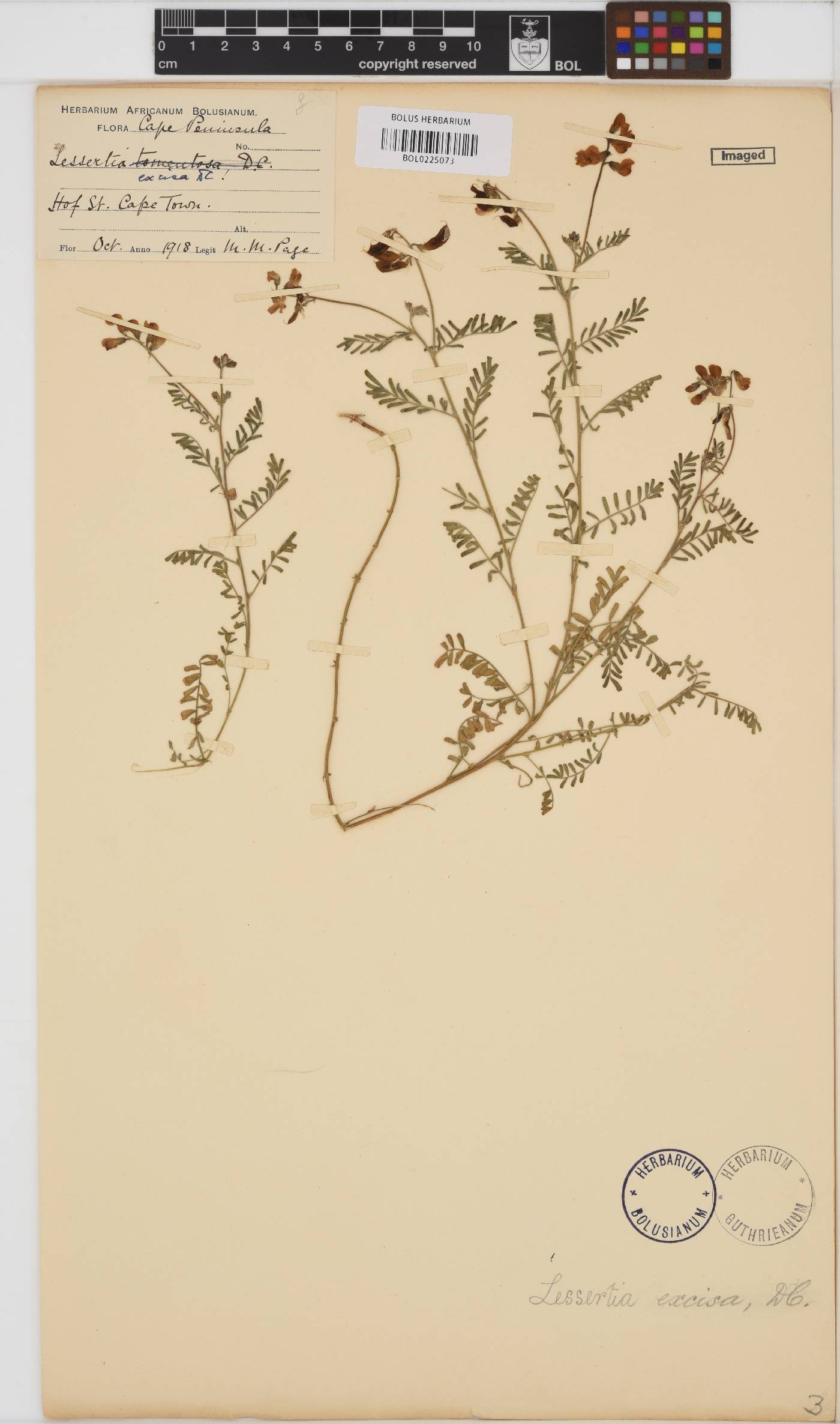 Lessertia excisa image