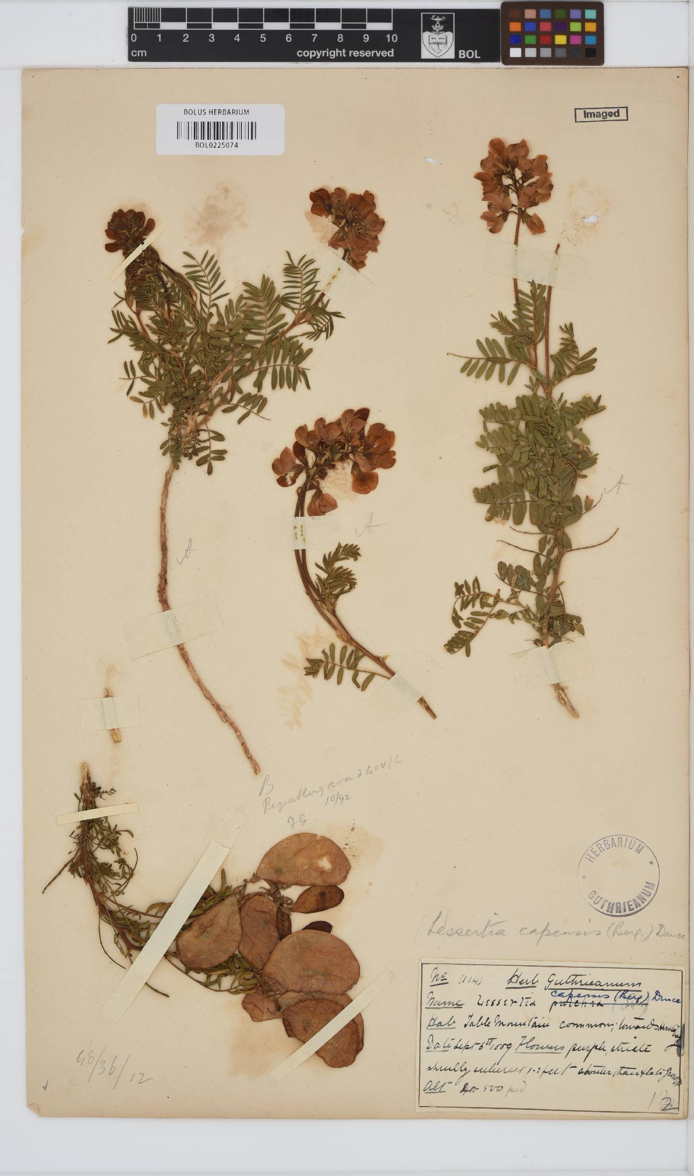 Lessertia capensis image