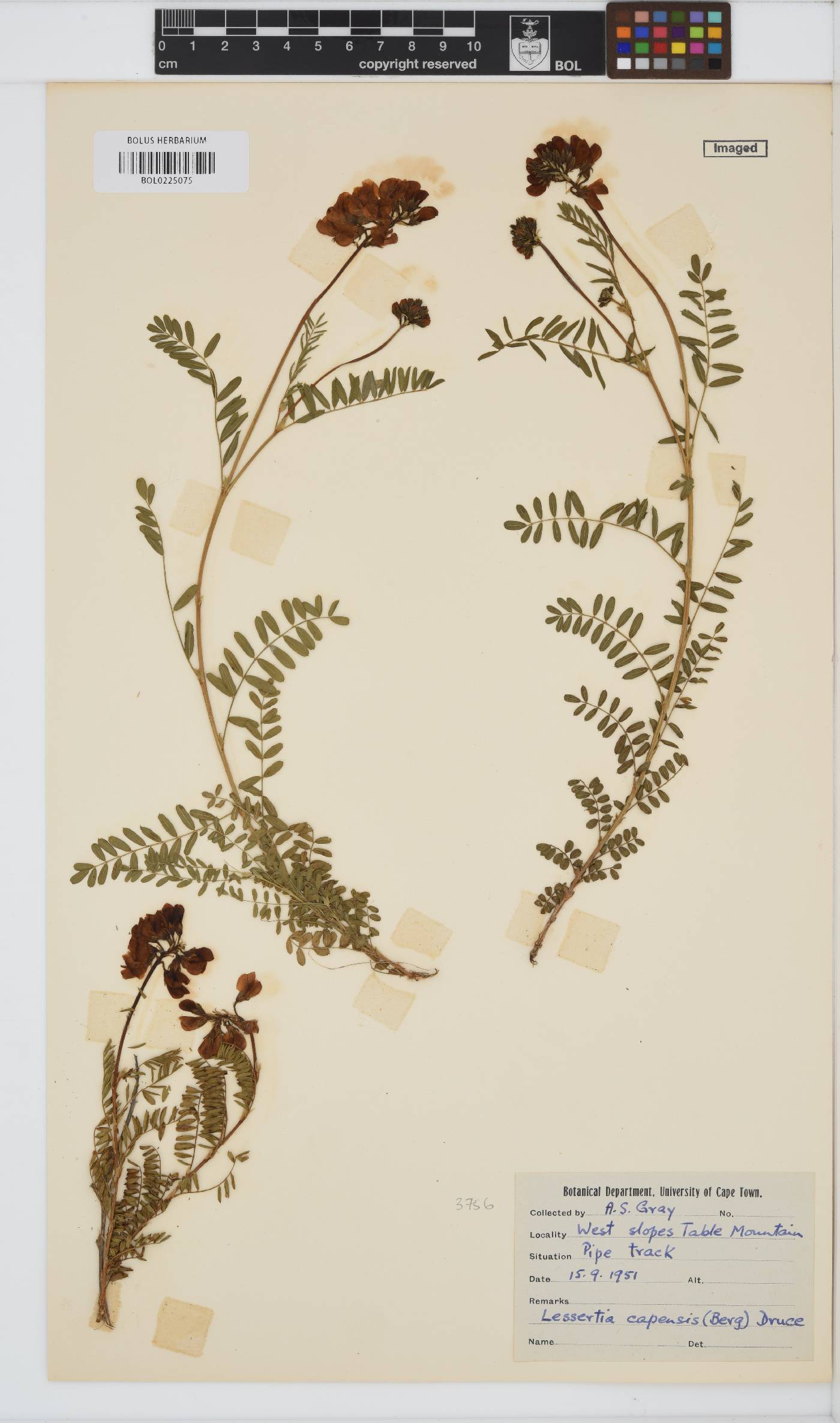 Lessertia capensis image