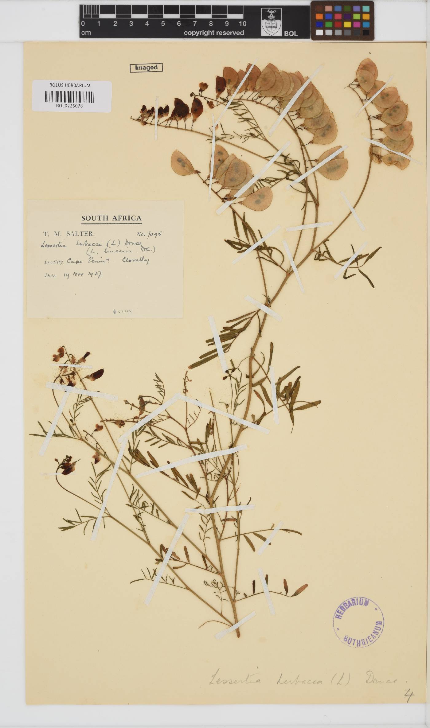 Lessertia herbacea image