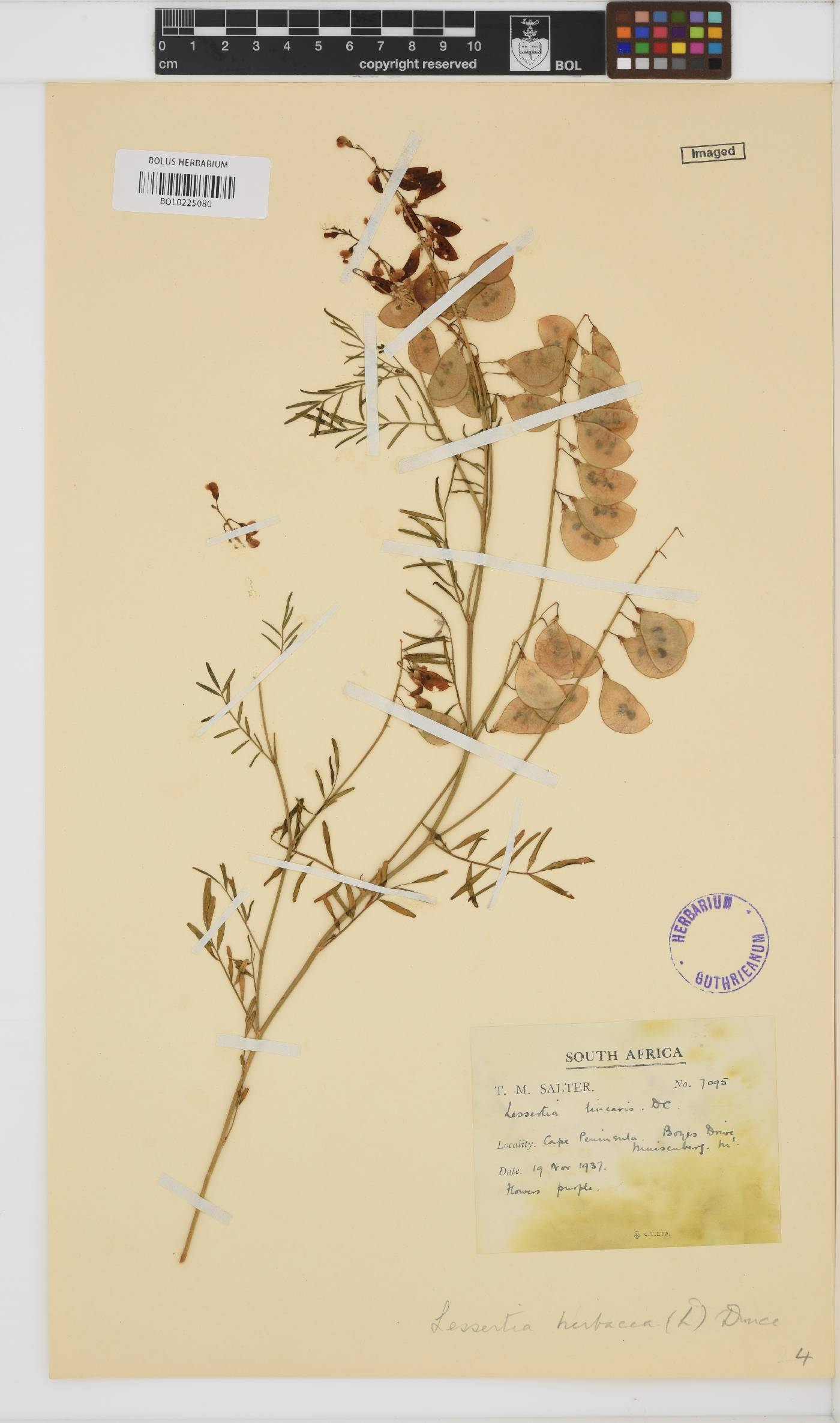 Lessertia herbacea image