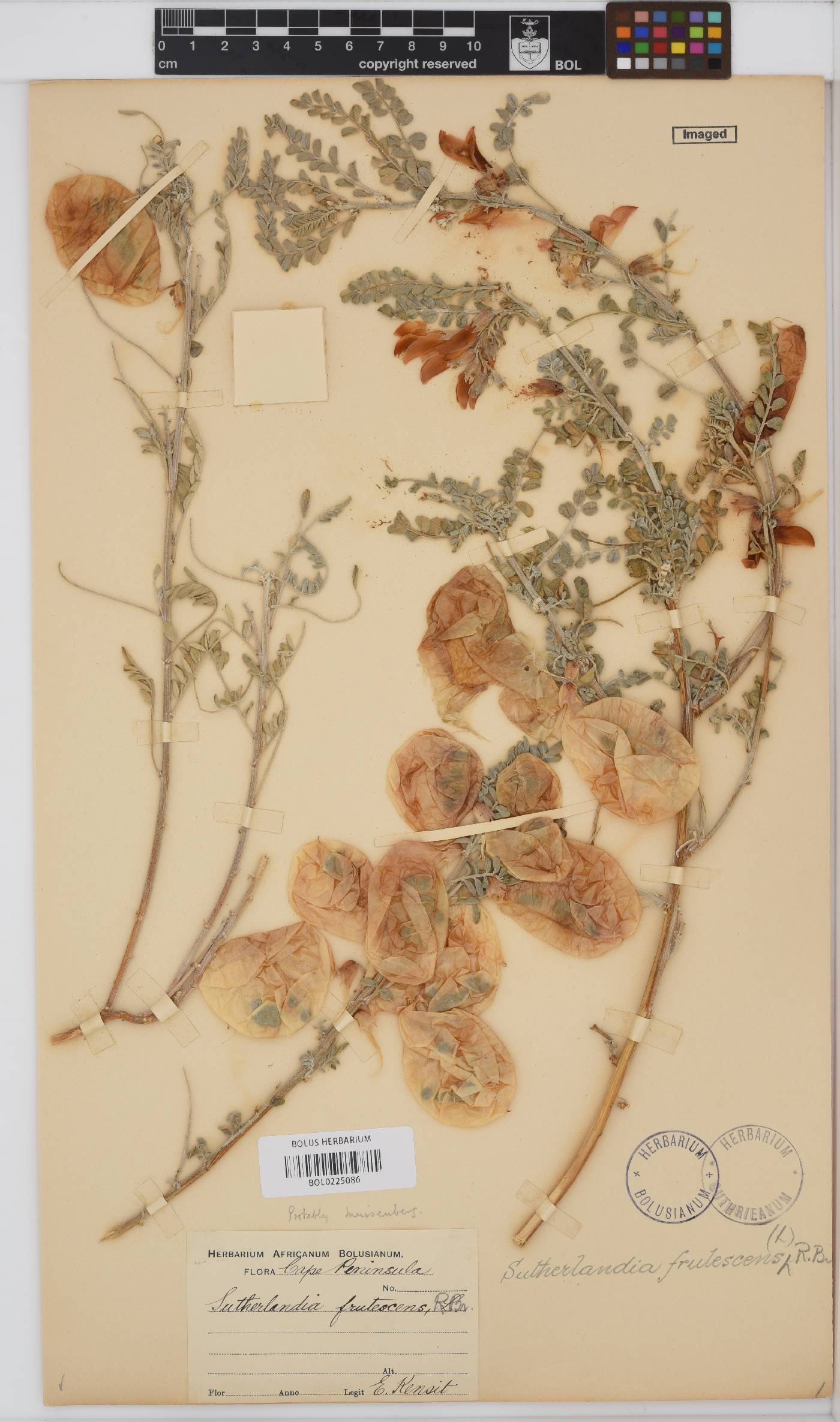 Lessertia frutescens subsp. frutescens image