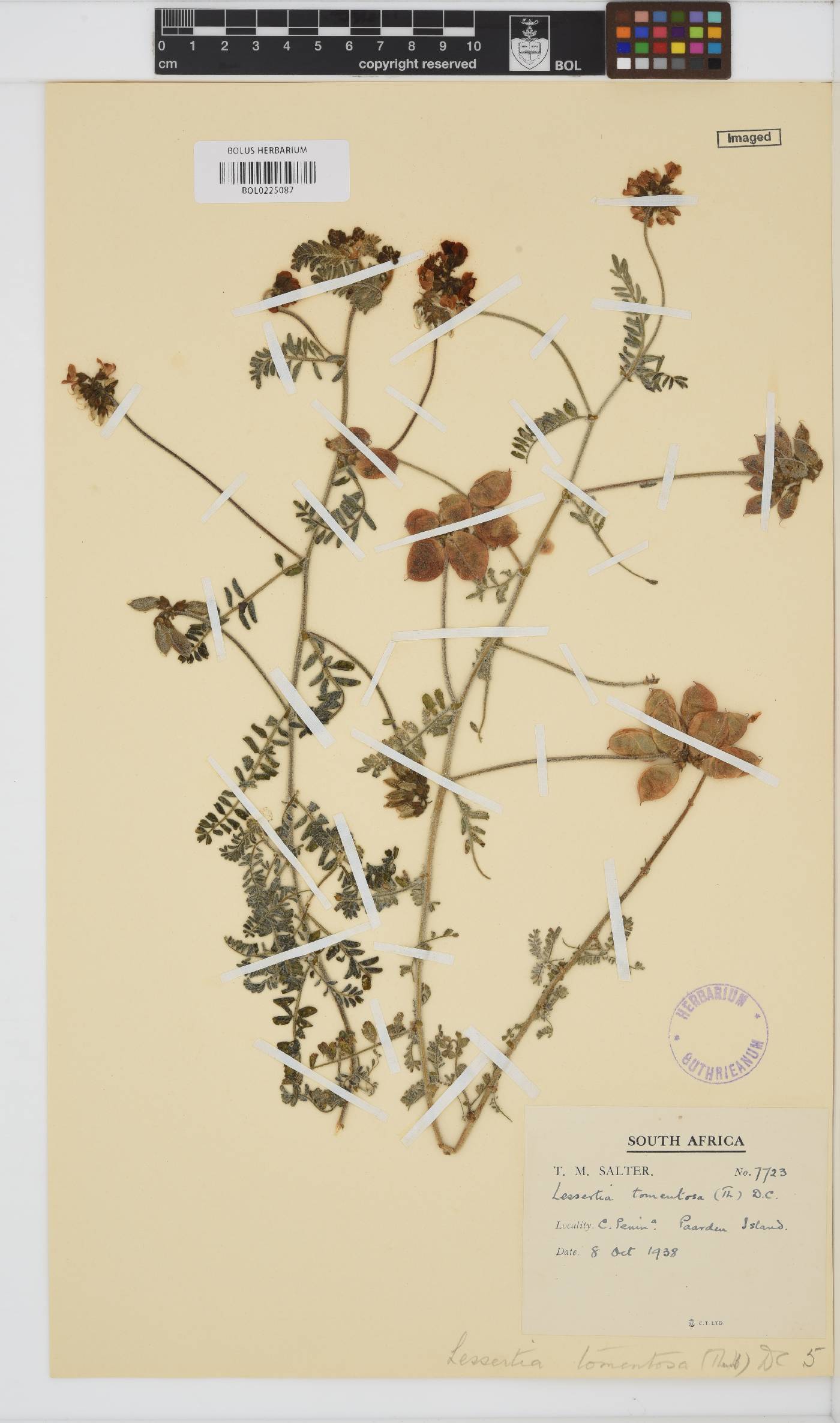 Lessertia tomentosa image