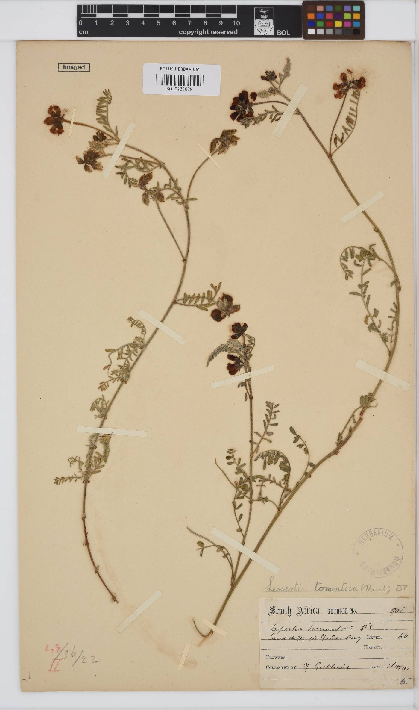 Lessertia tomentosa image