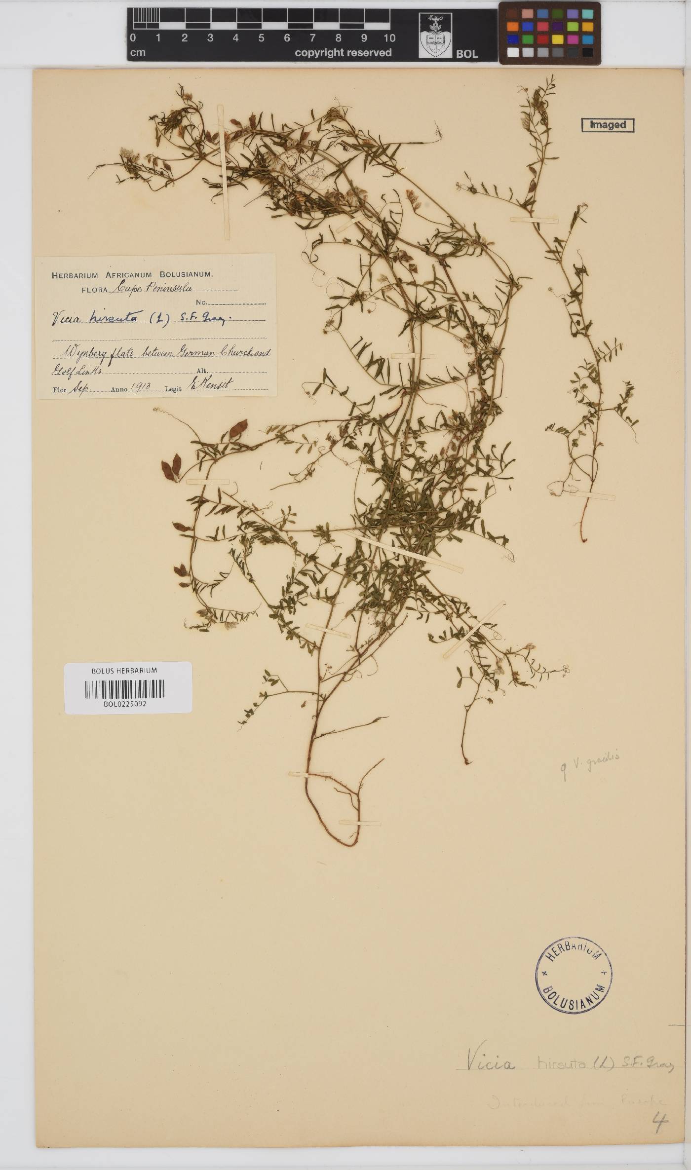 Vicia hirsuta image