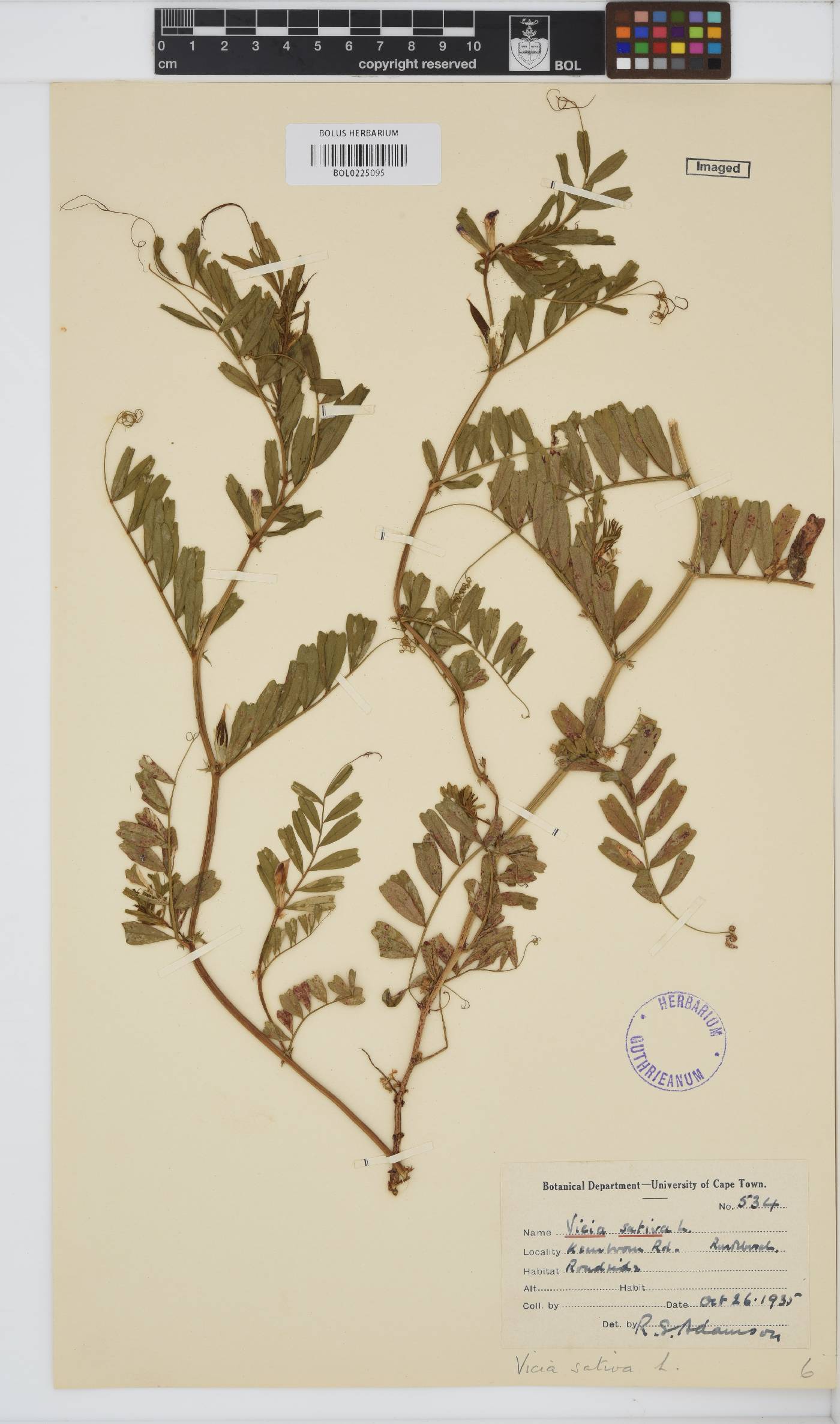 Vicia sativa subsp. sativa image