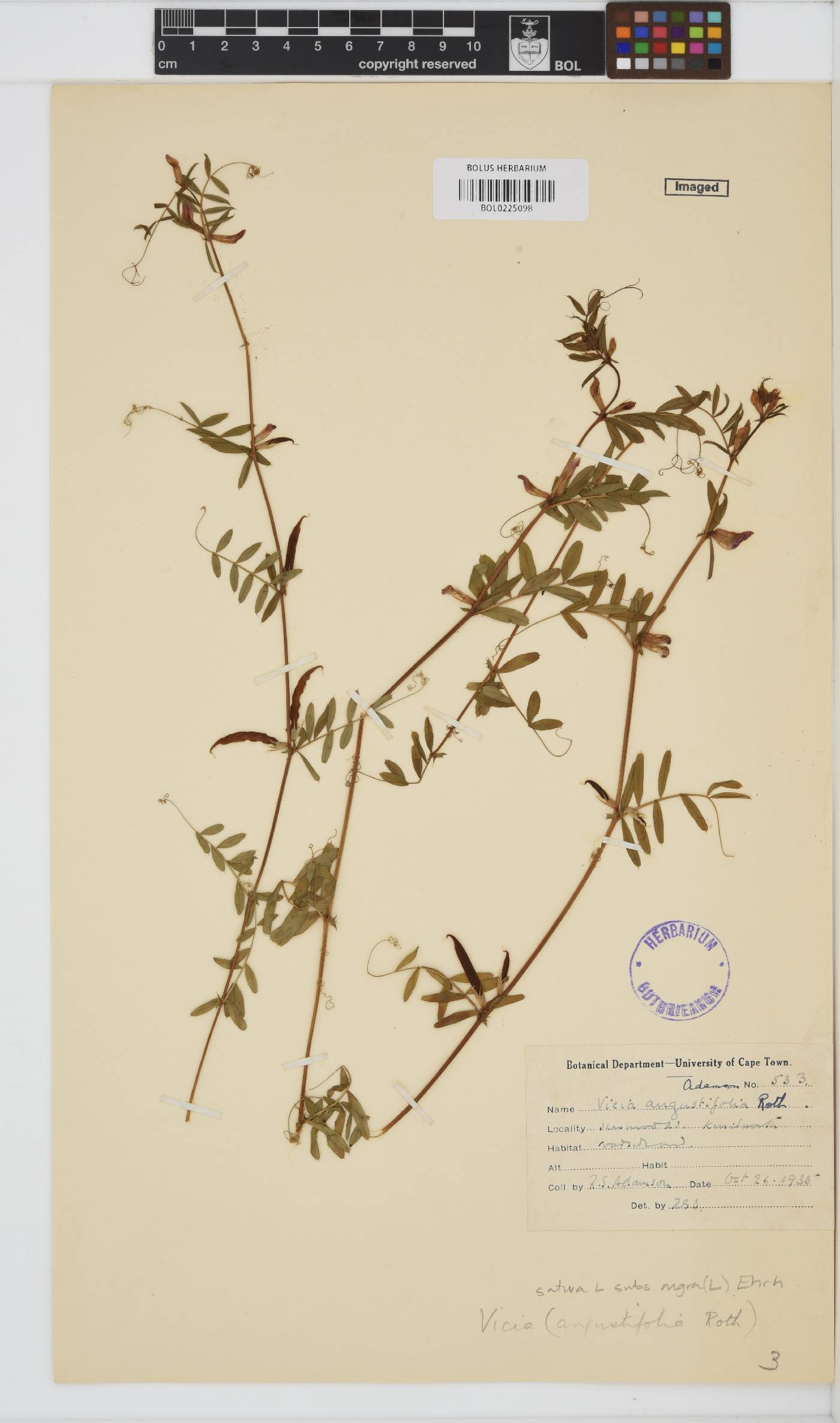 Vicia sativa image