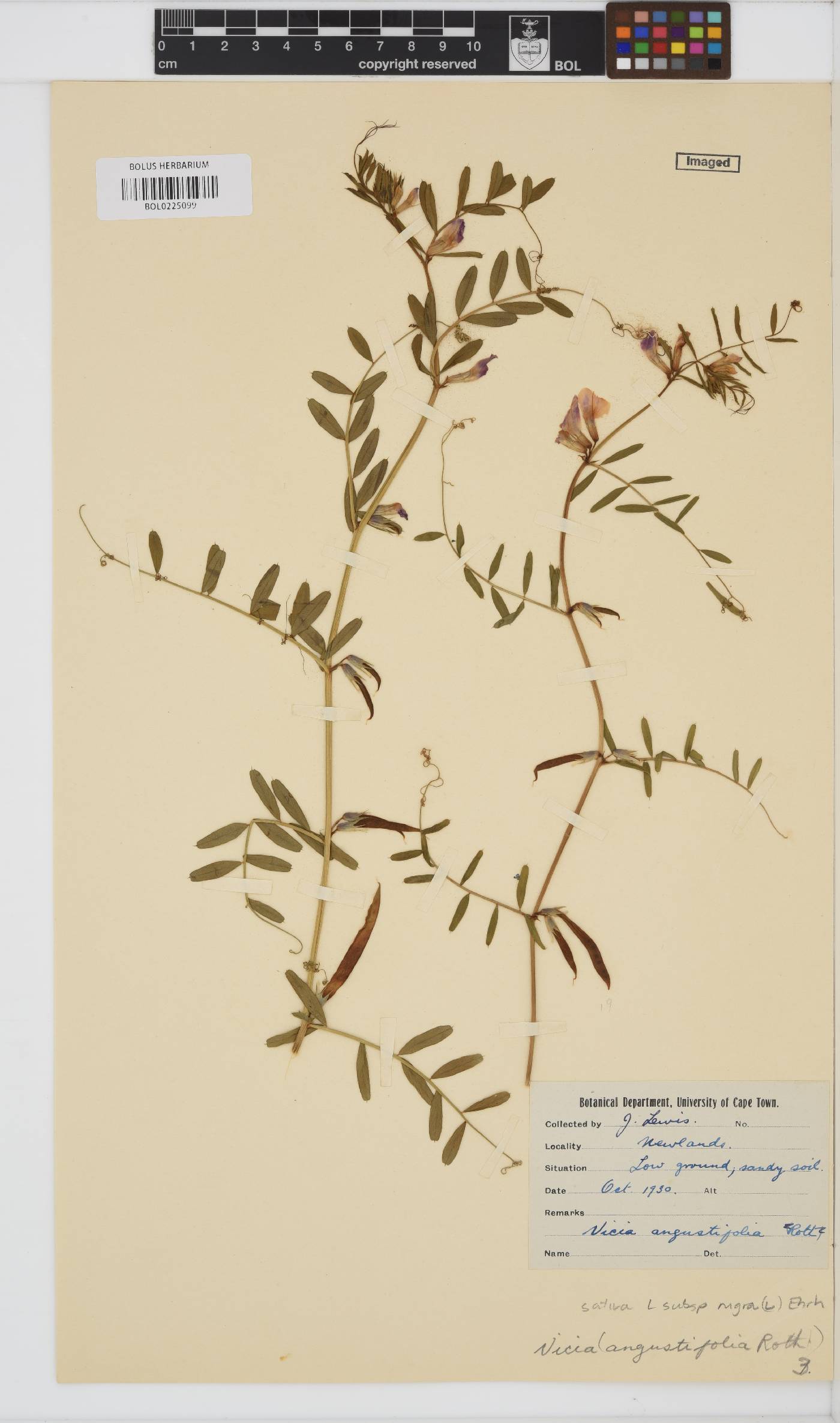 Vicia sativa subsp. nigra image