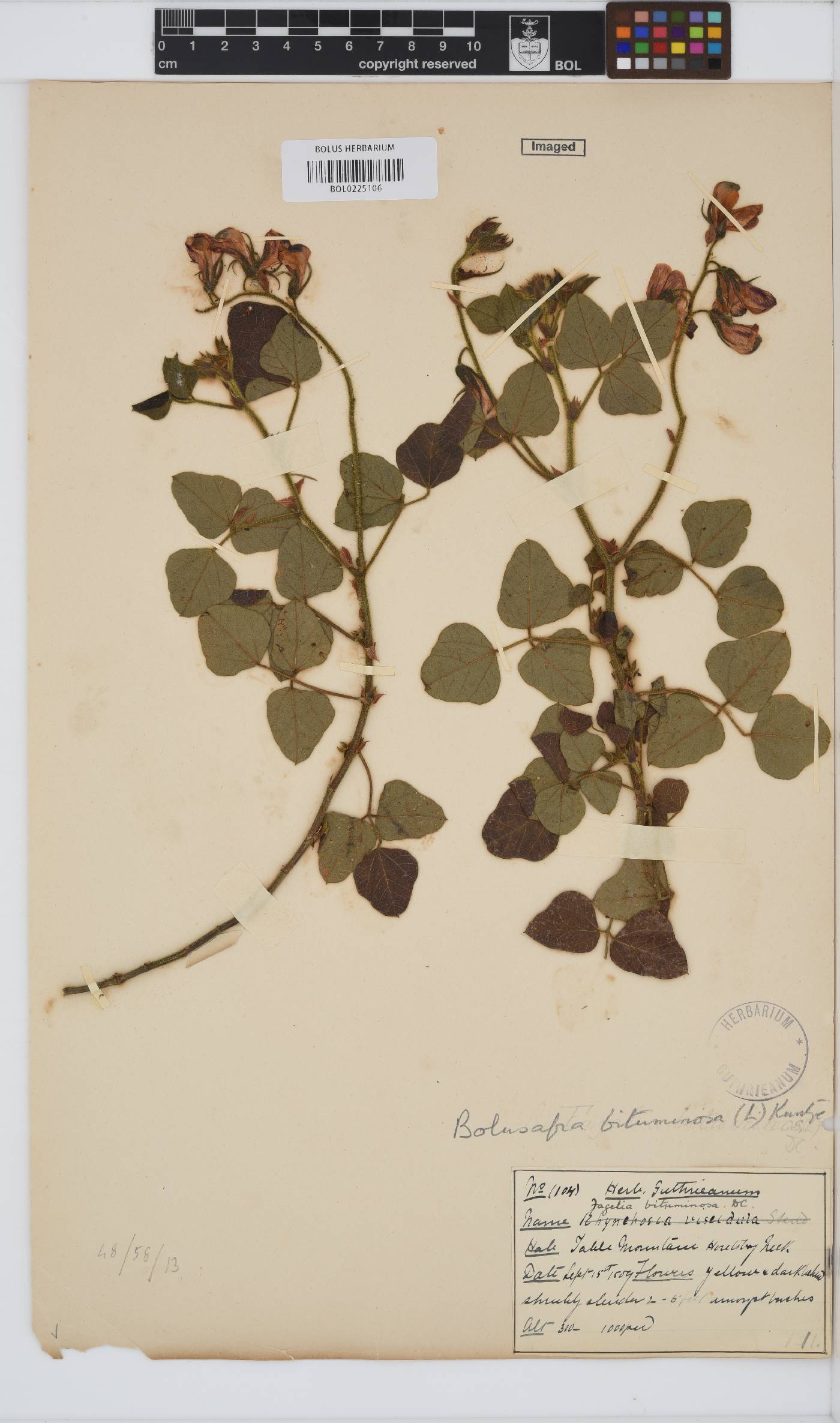 Bolusafra bituminosa image