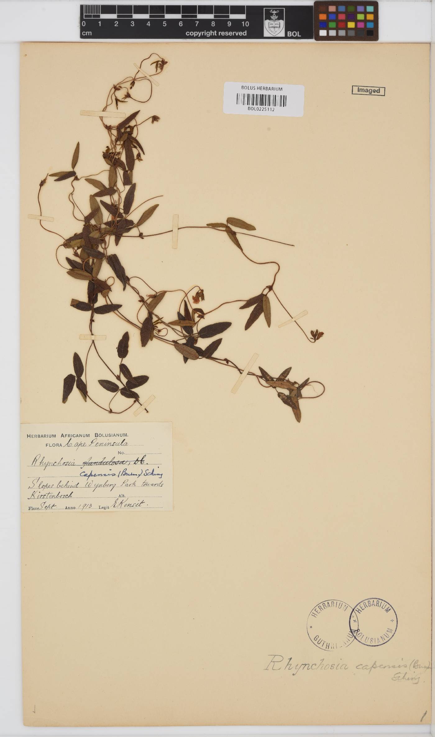 Rhynchosia capensis image