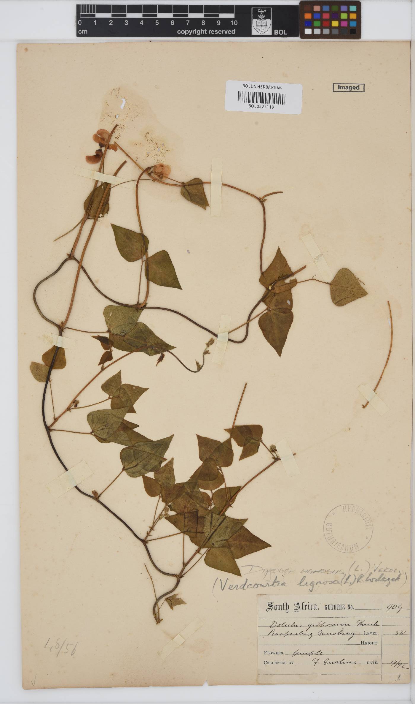 Dipogon lignosus image