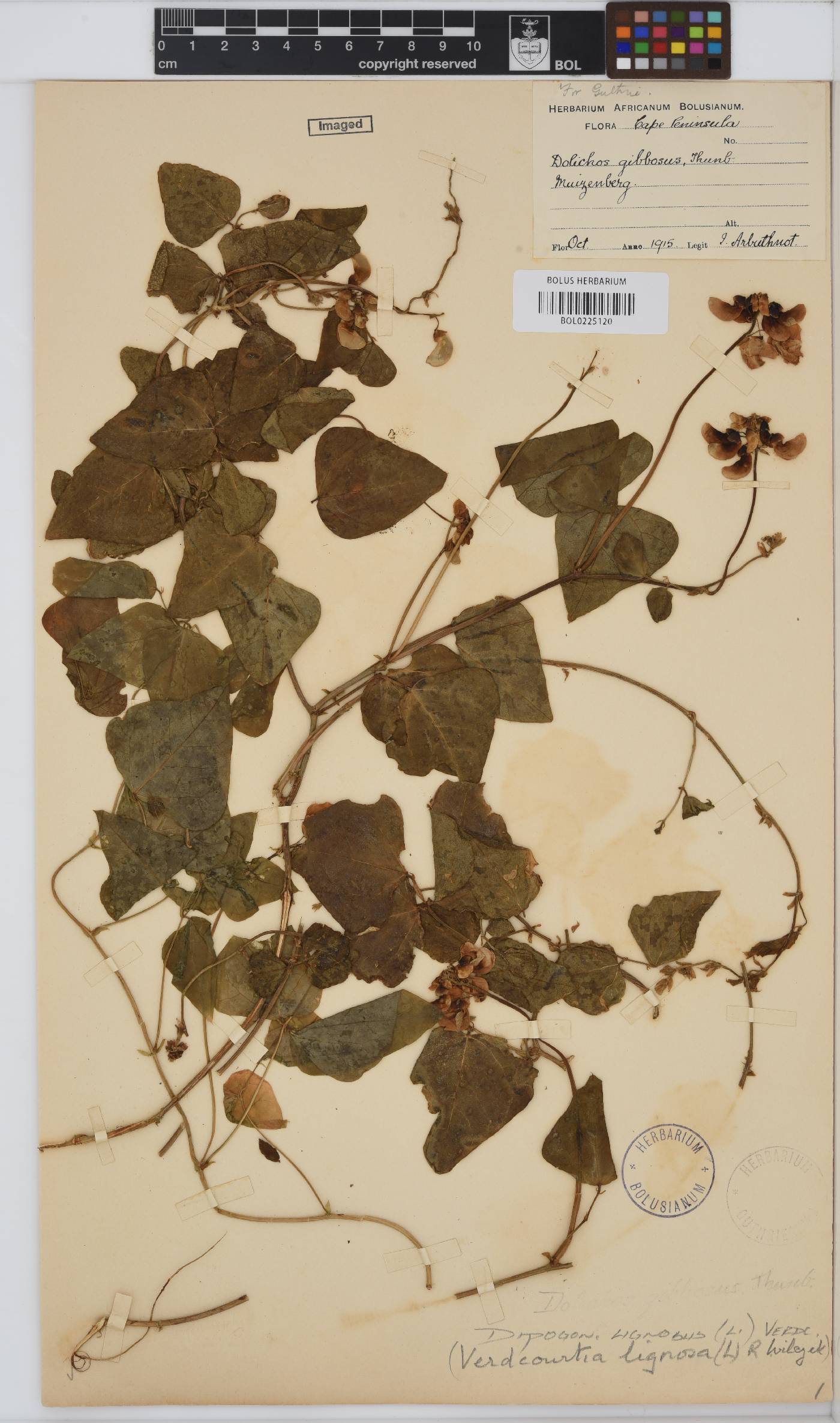 Dipogon lignosus image