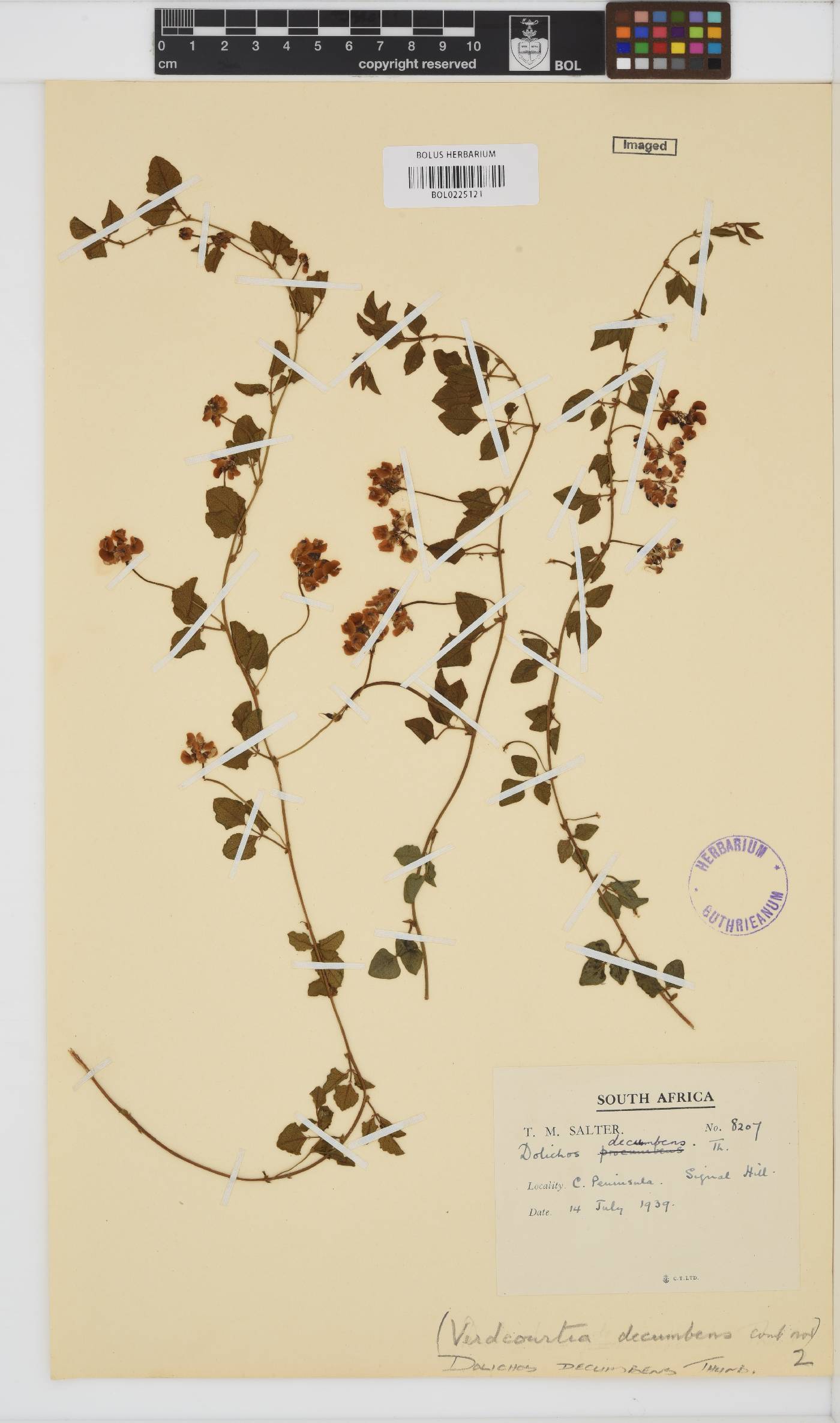 Dolichos decumbens image