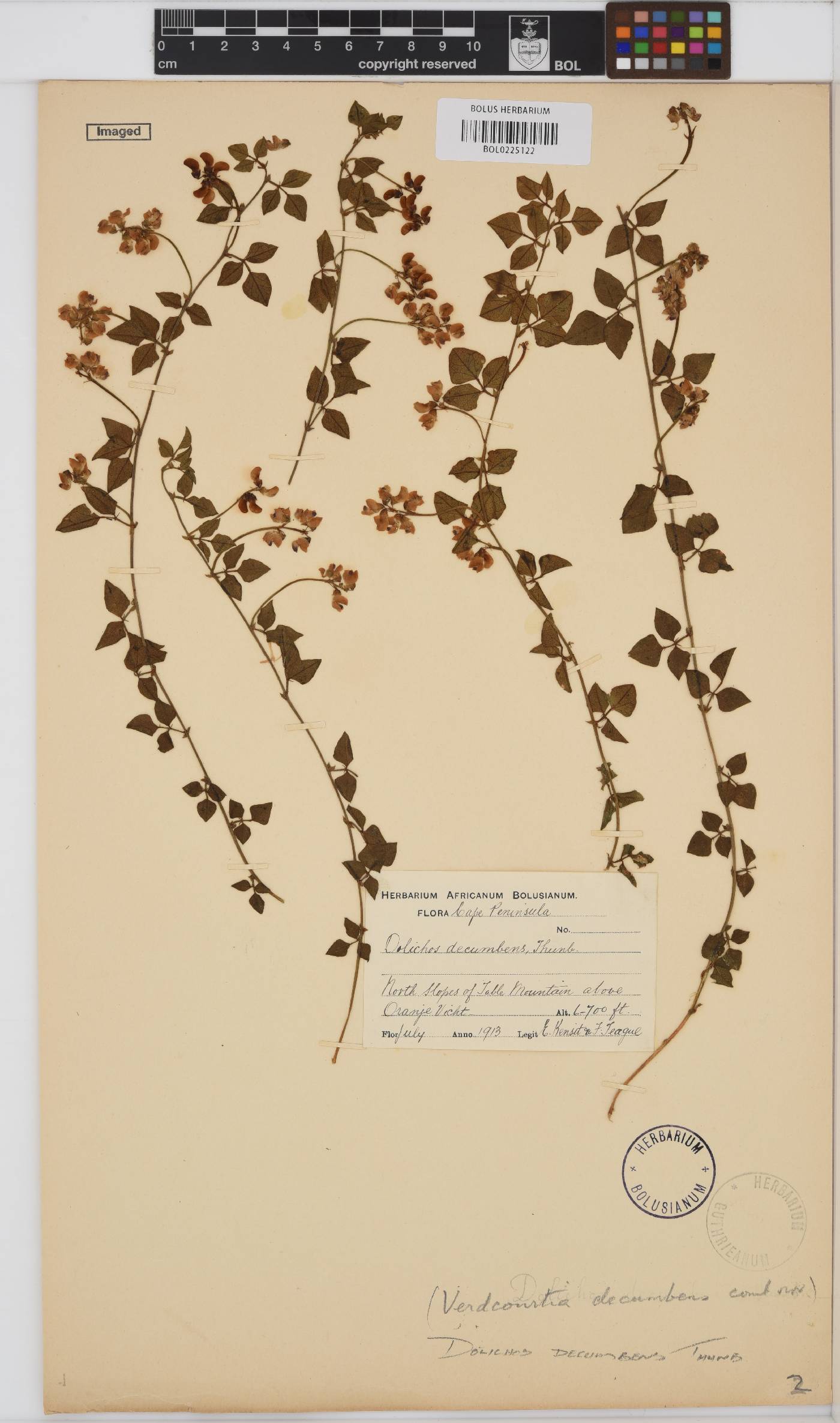 Dolichos decumbens image