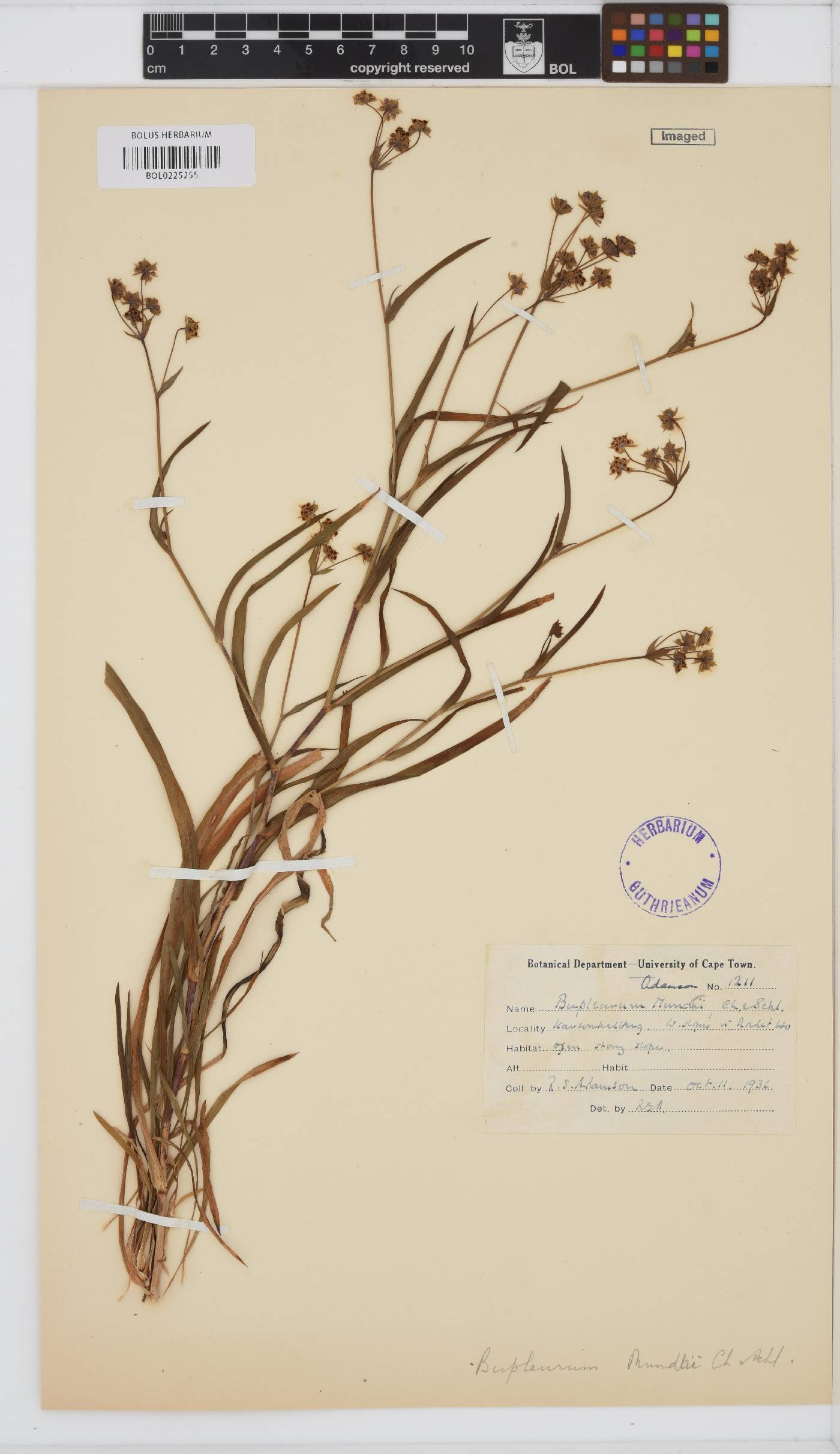 Bupleurum mundii image