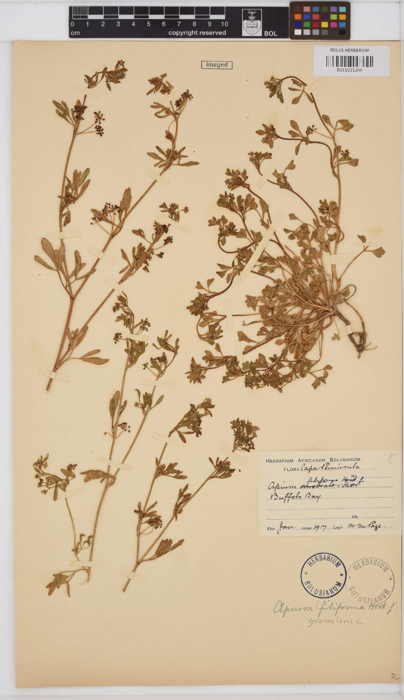 Apium graveolens image