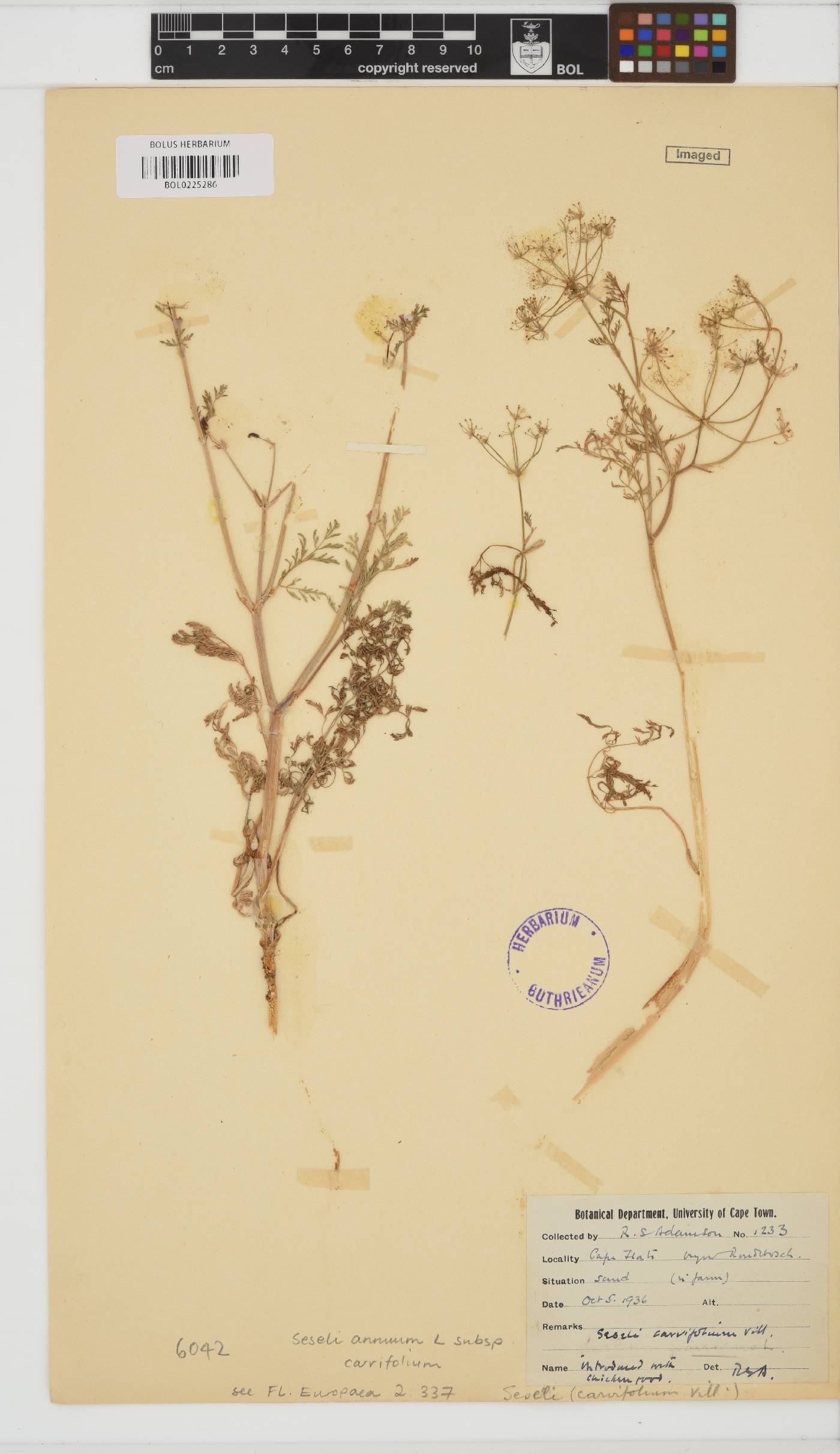 Seseli annuum subsp. carvifolium image