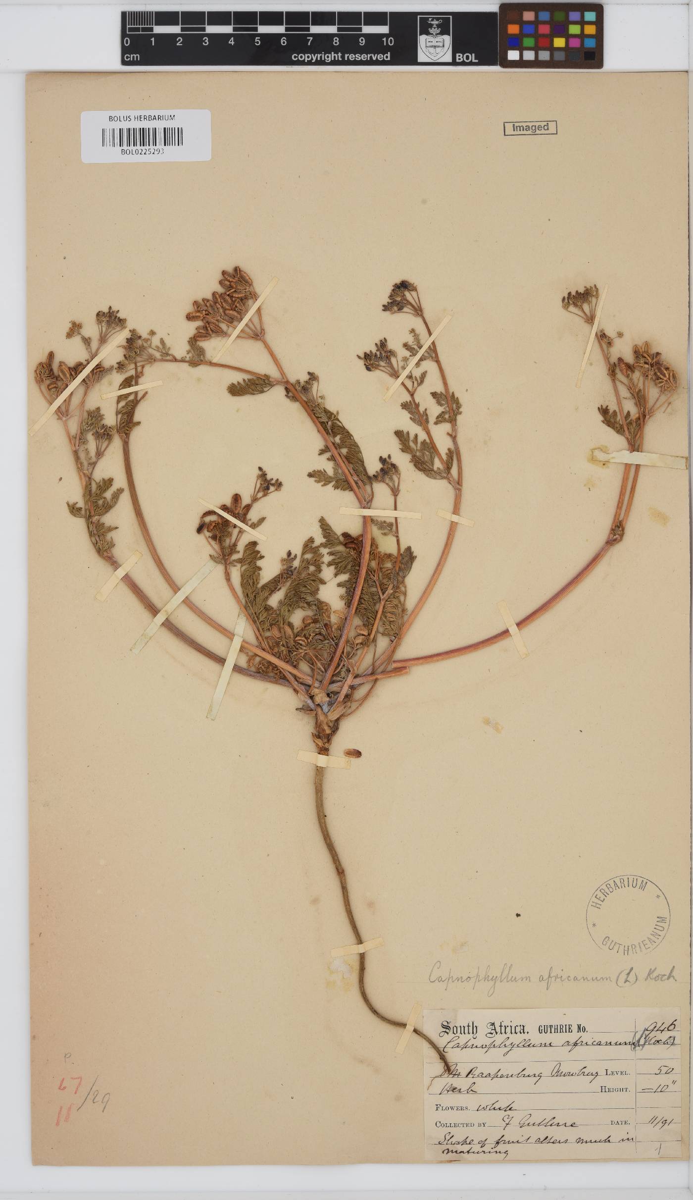 Capnophyllum africanum image