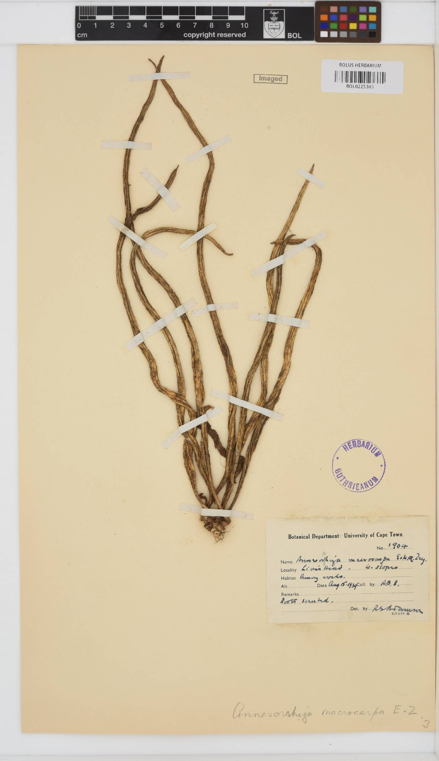Annesorhiza macrocarpa image