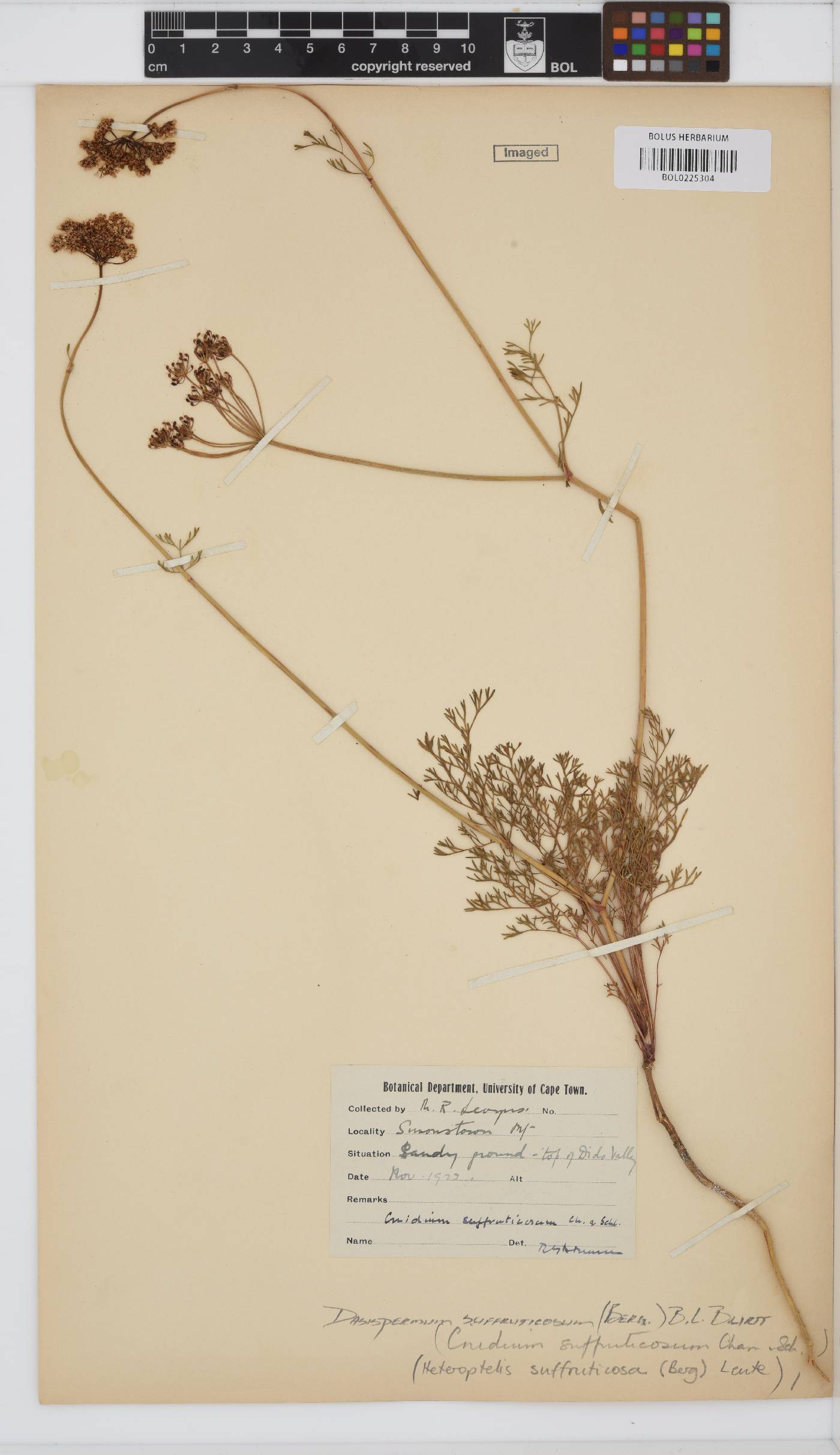 Dasispermum suffruticosum image