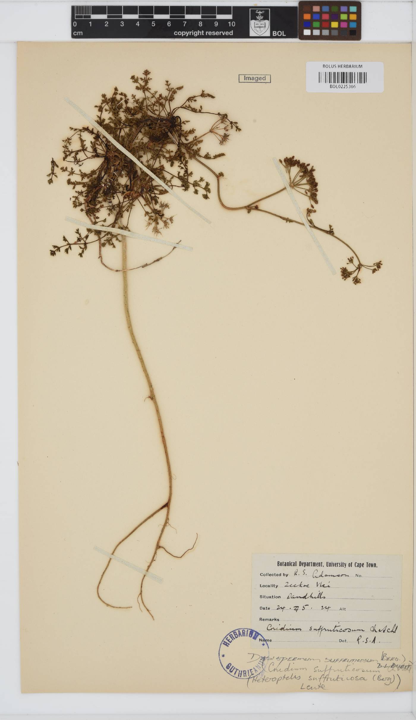 Dasispermum suffruticosum image