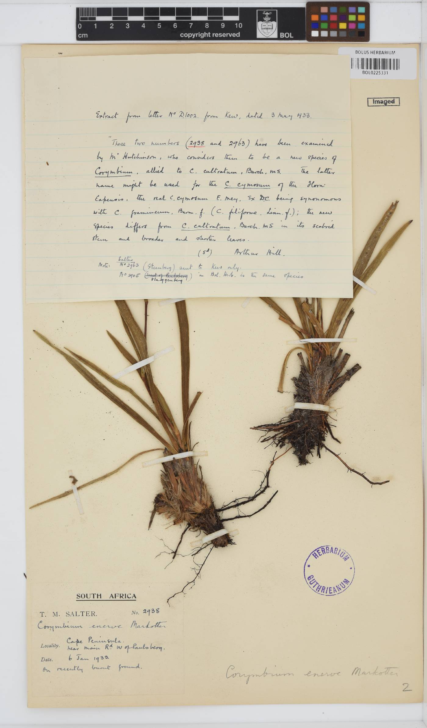 Corymbium enerve image