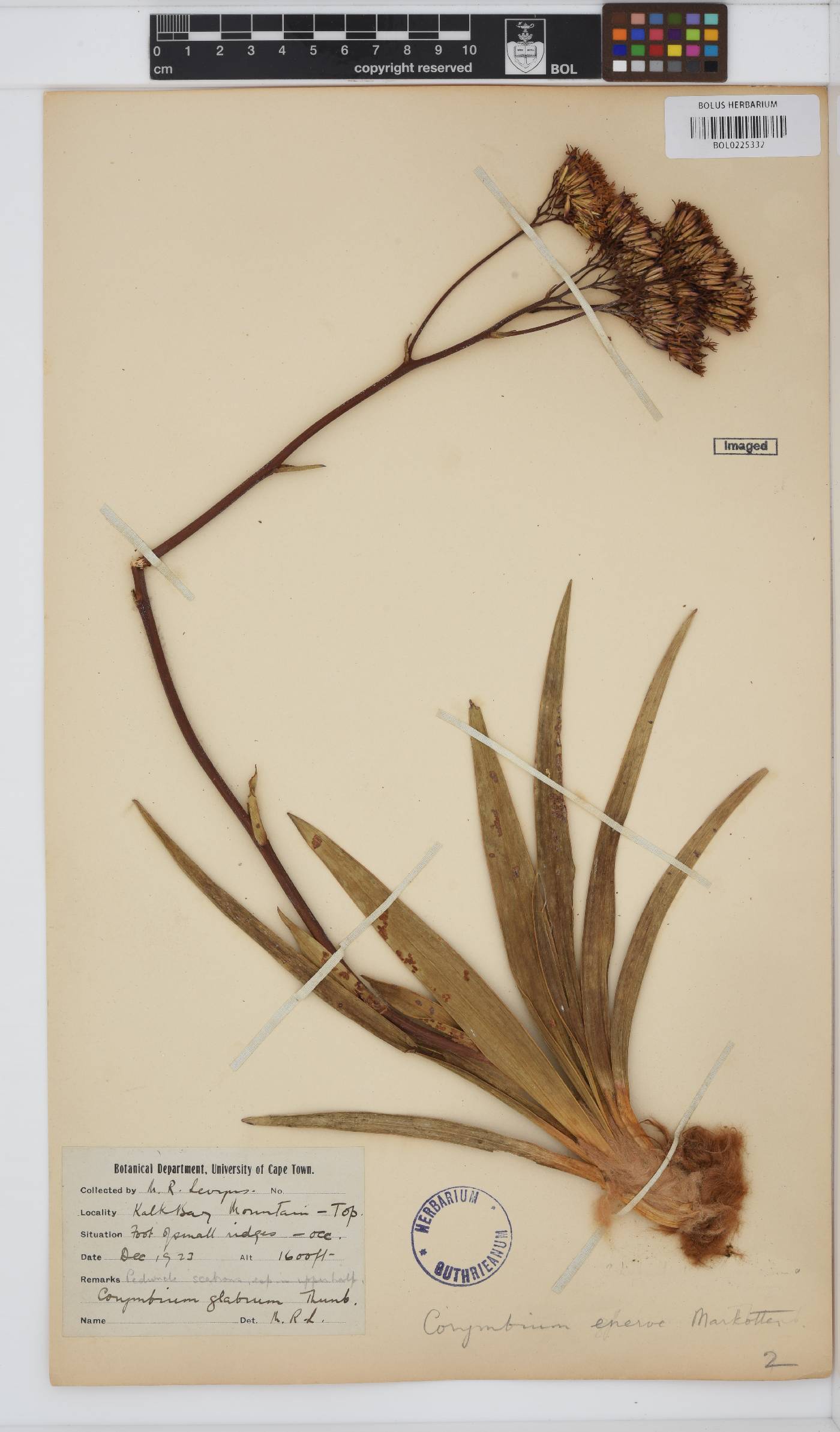 Corymbium image