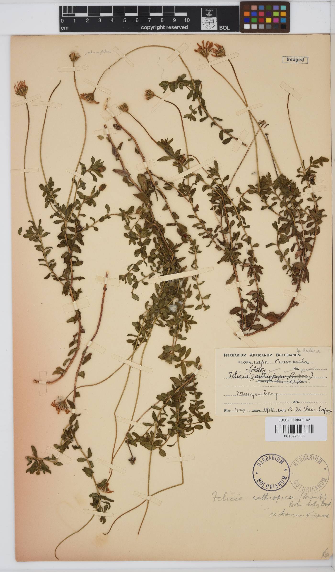 Felicia aethiopica image