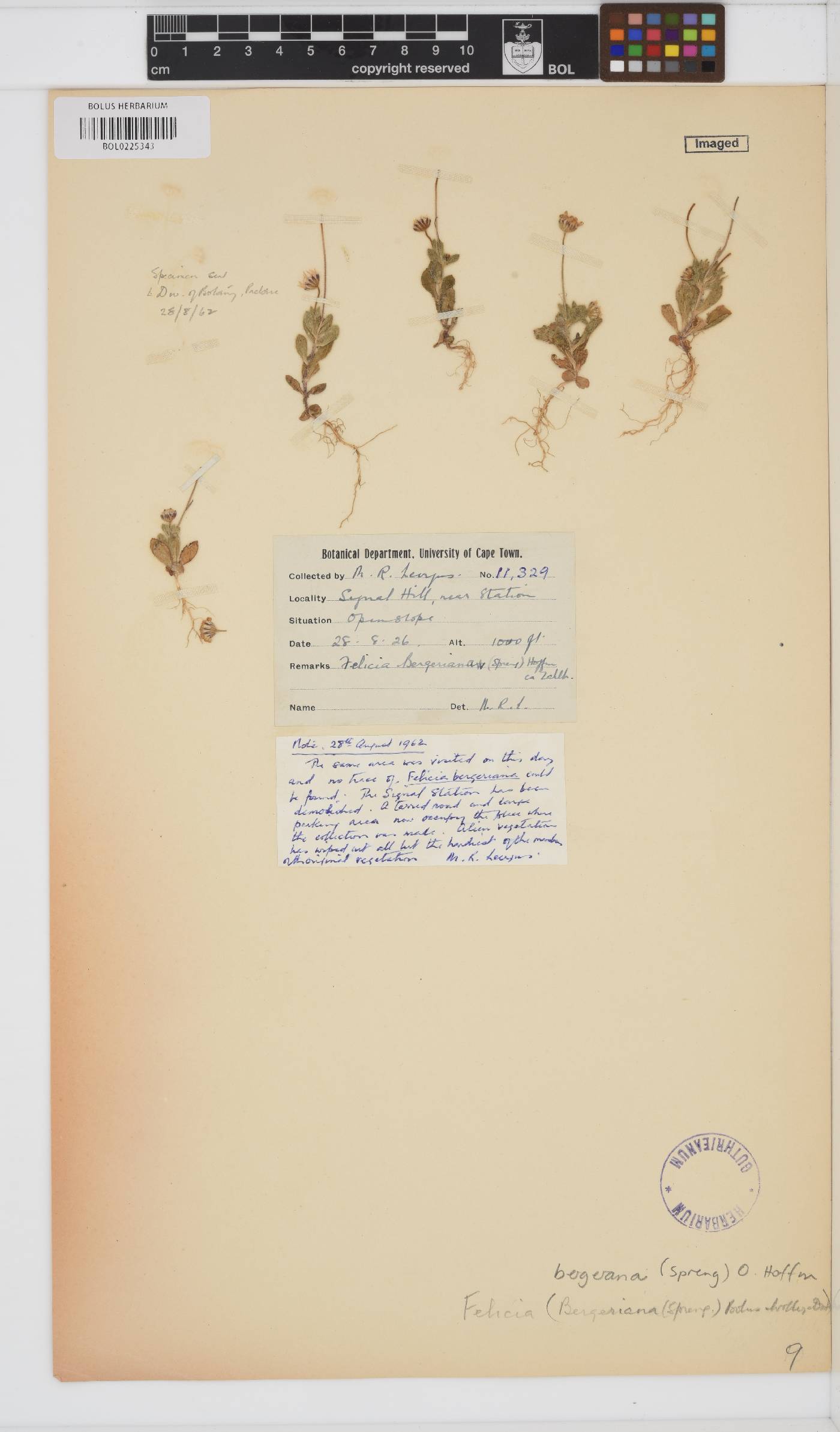 Felicia bergeriana image