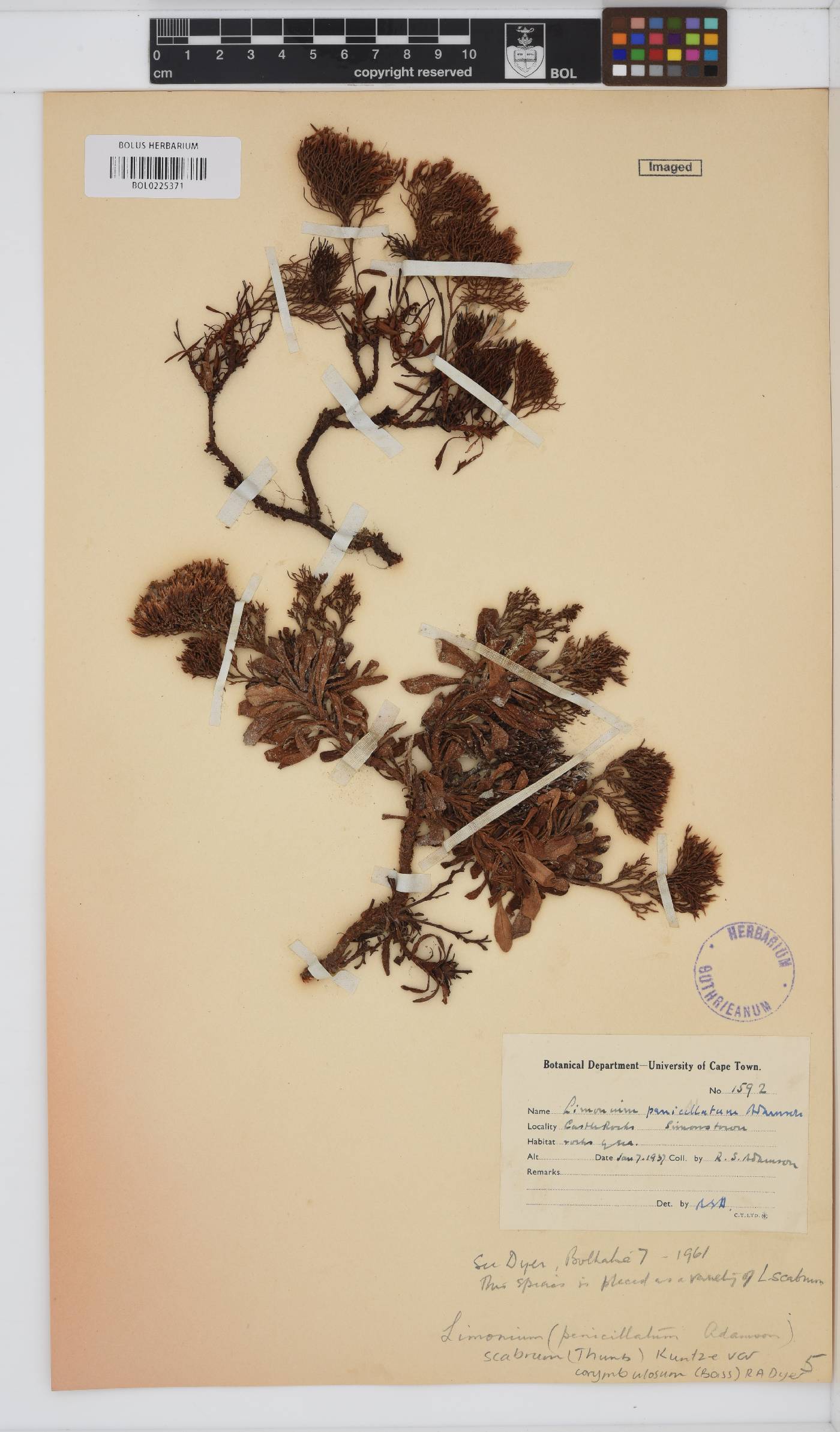 Limonium scabrum var. corymbulosum image