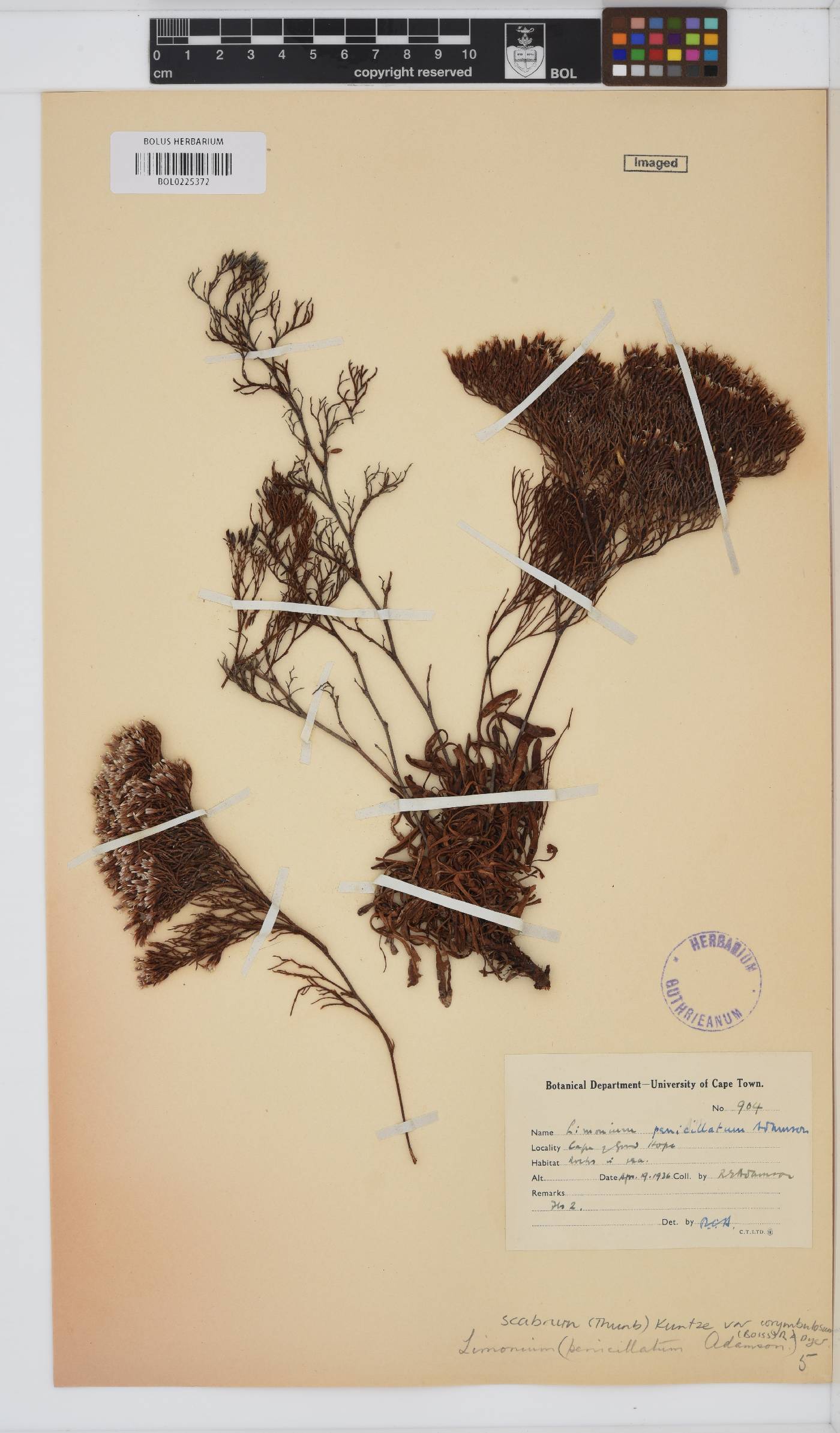 Limonium scabrum var. corymbulosum image