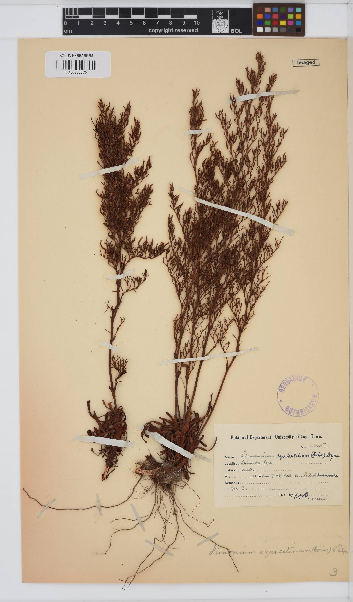 Limonium equisetinum image