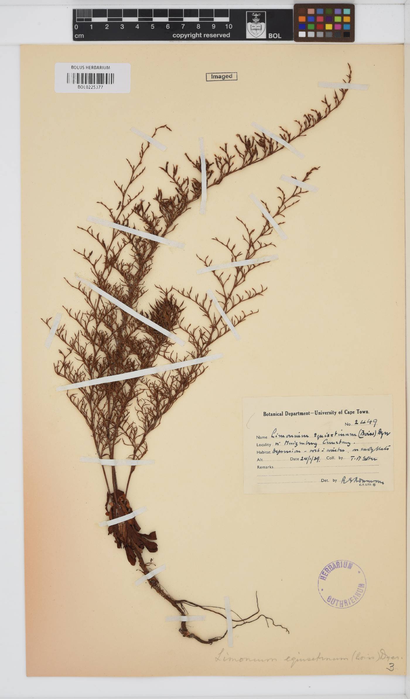 Limonium equisetinum image