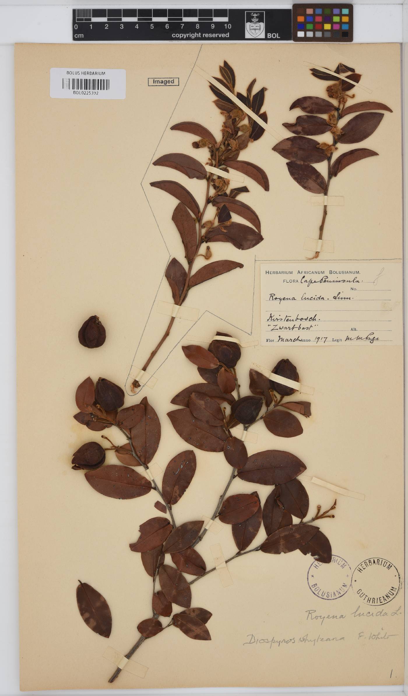 Diospyros whyteana image