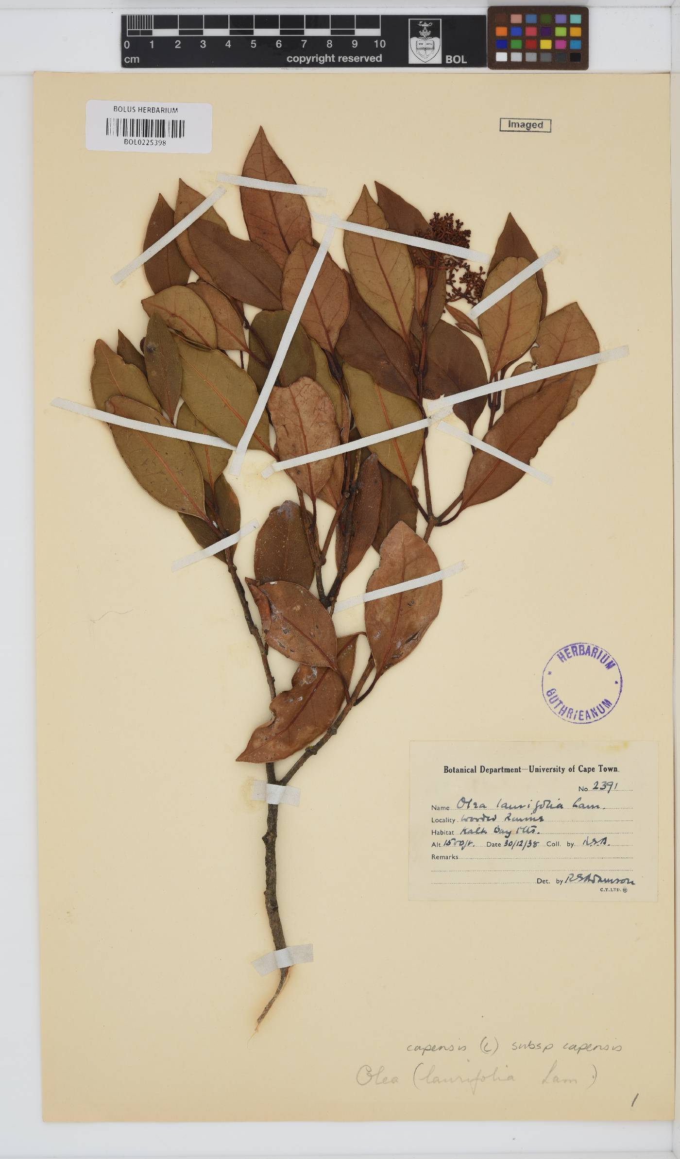 Olea capensis subsp. capensis image