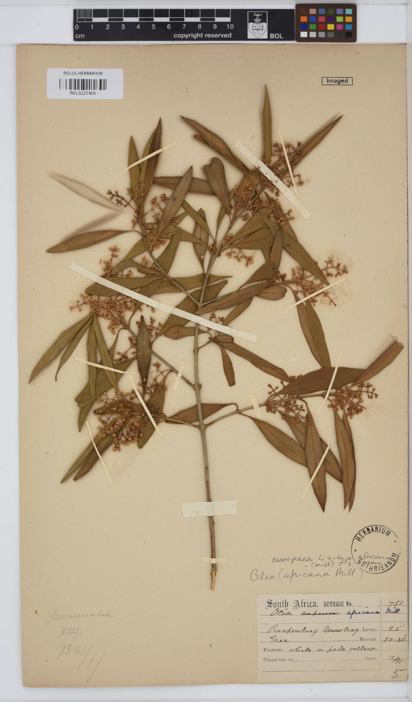 Olea europaea subsp. cuspidata image