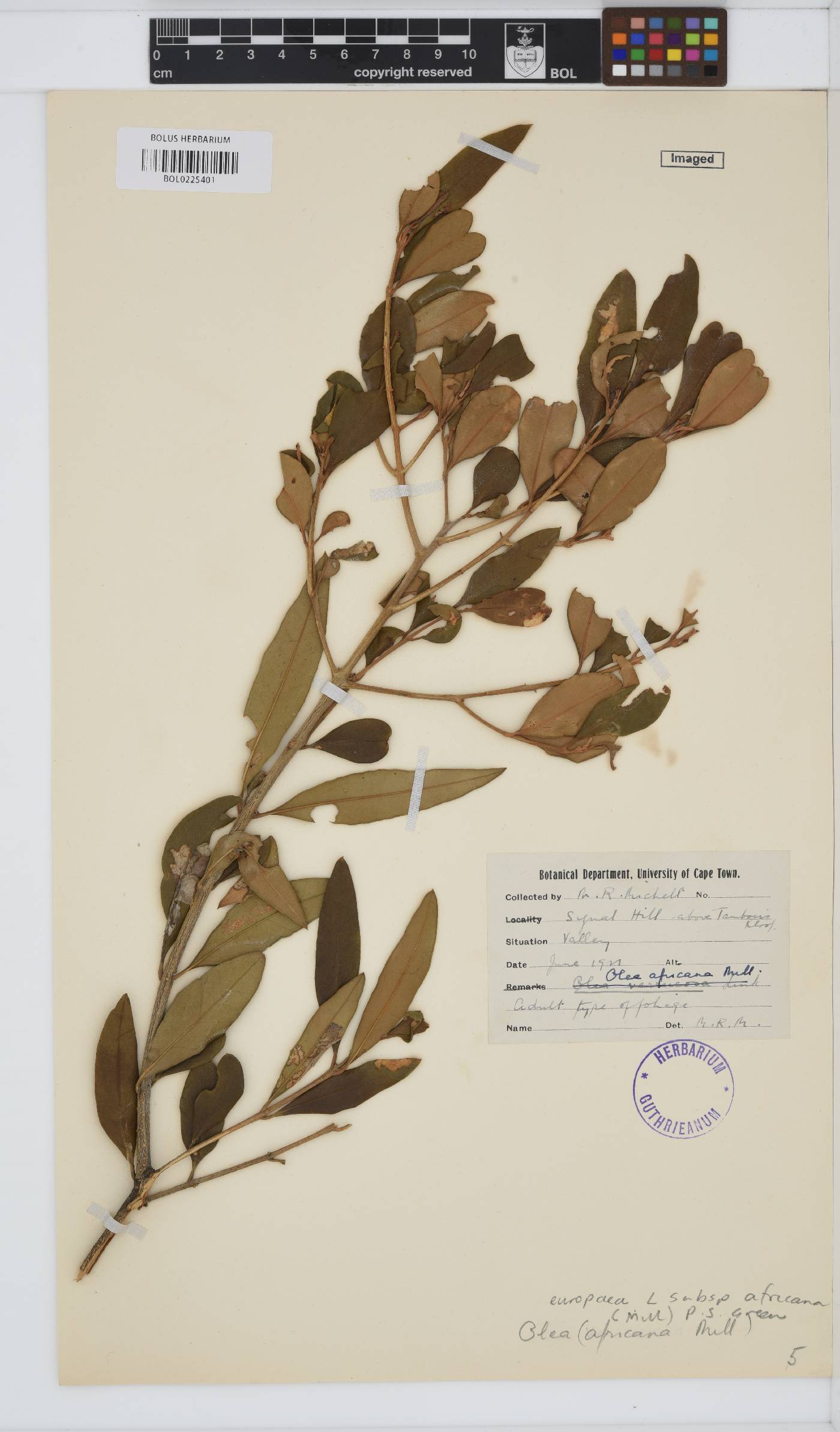 Olea europaea image