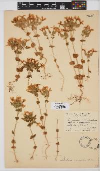 Image of Sebaea exacoides