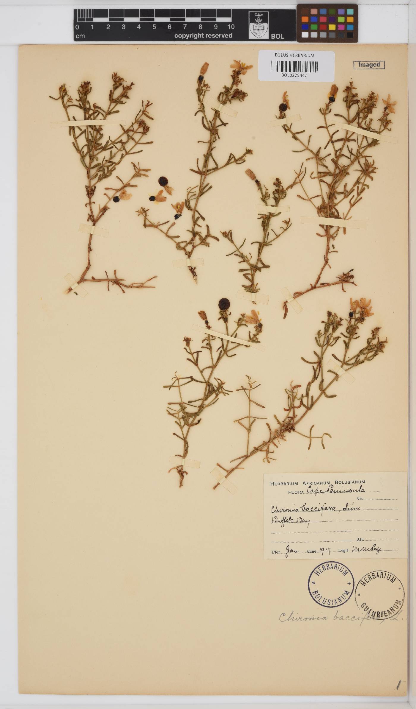 Chironia baccifera image