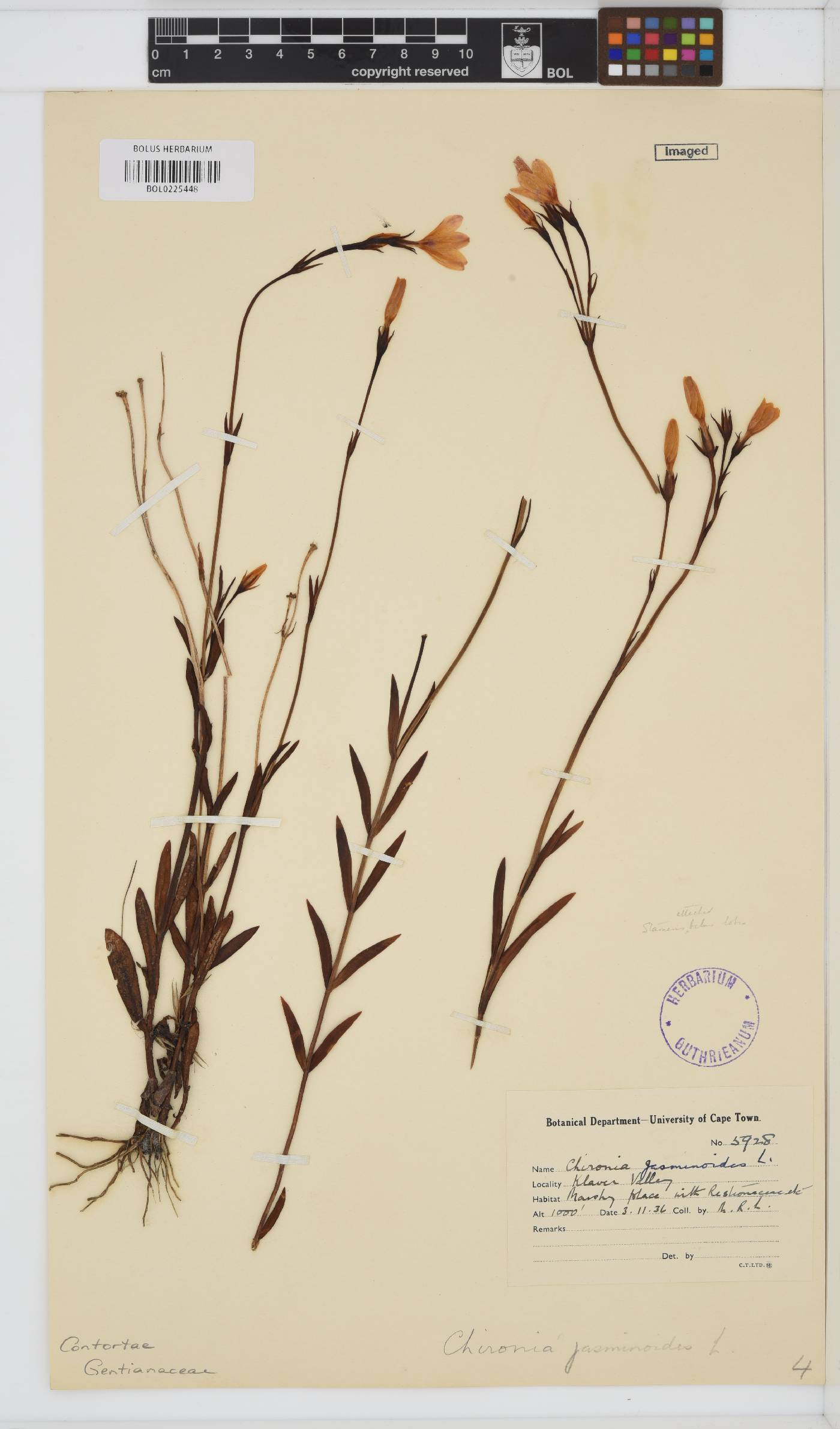 Chironia jasminoides image