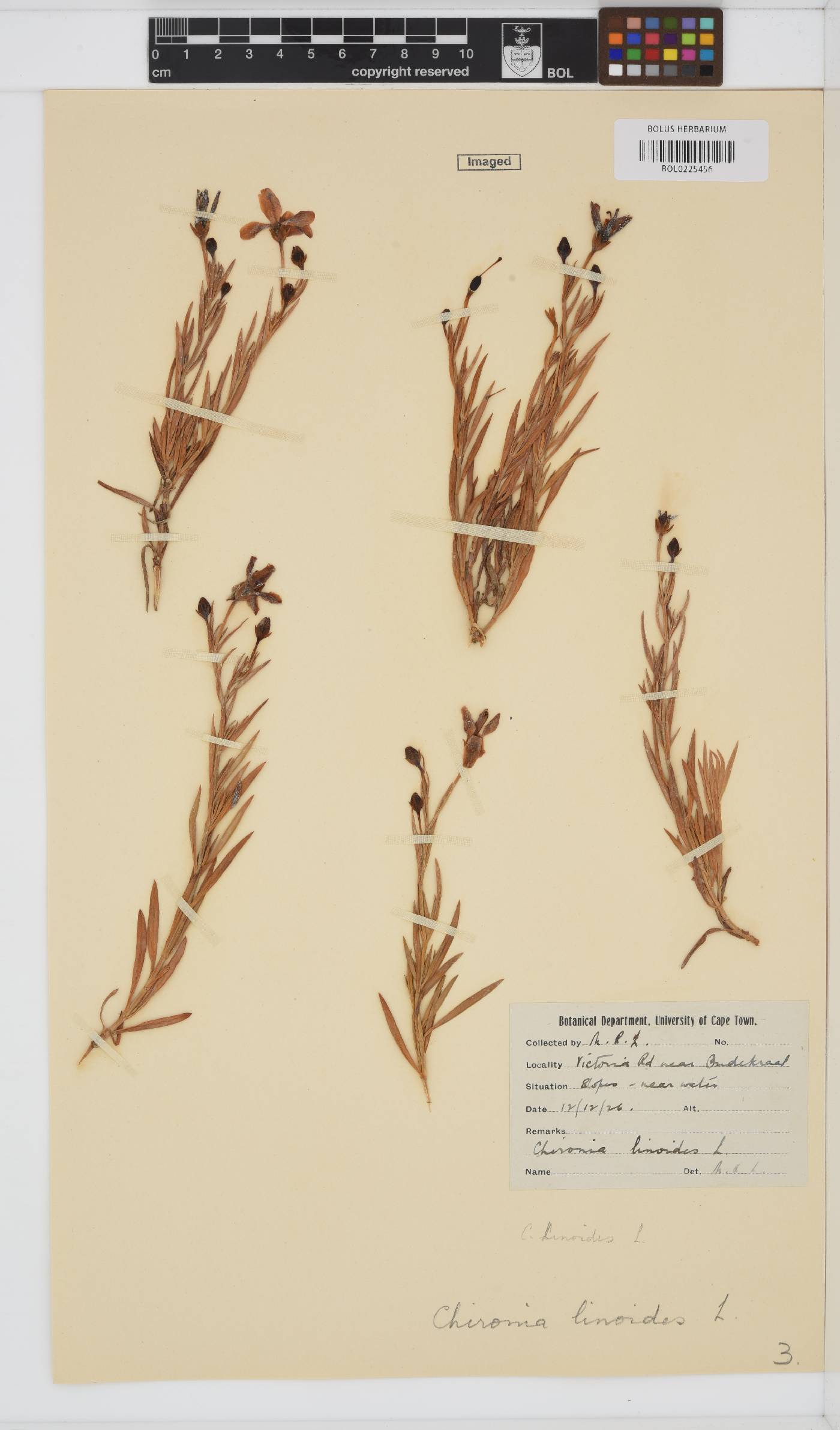 Chironia linoides image