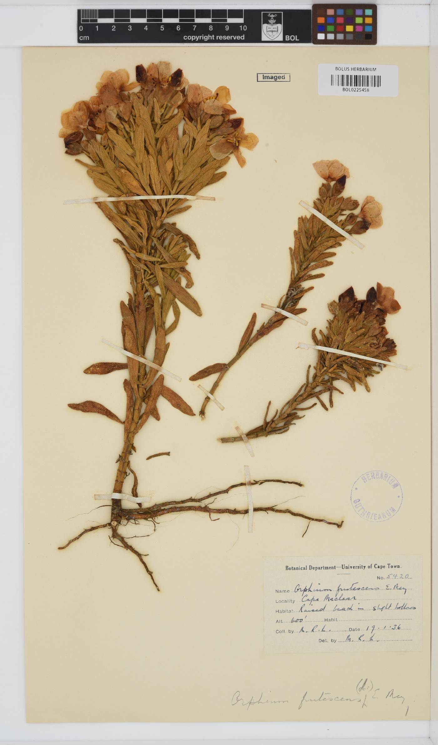 Orphium frutescens image