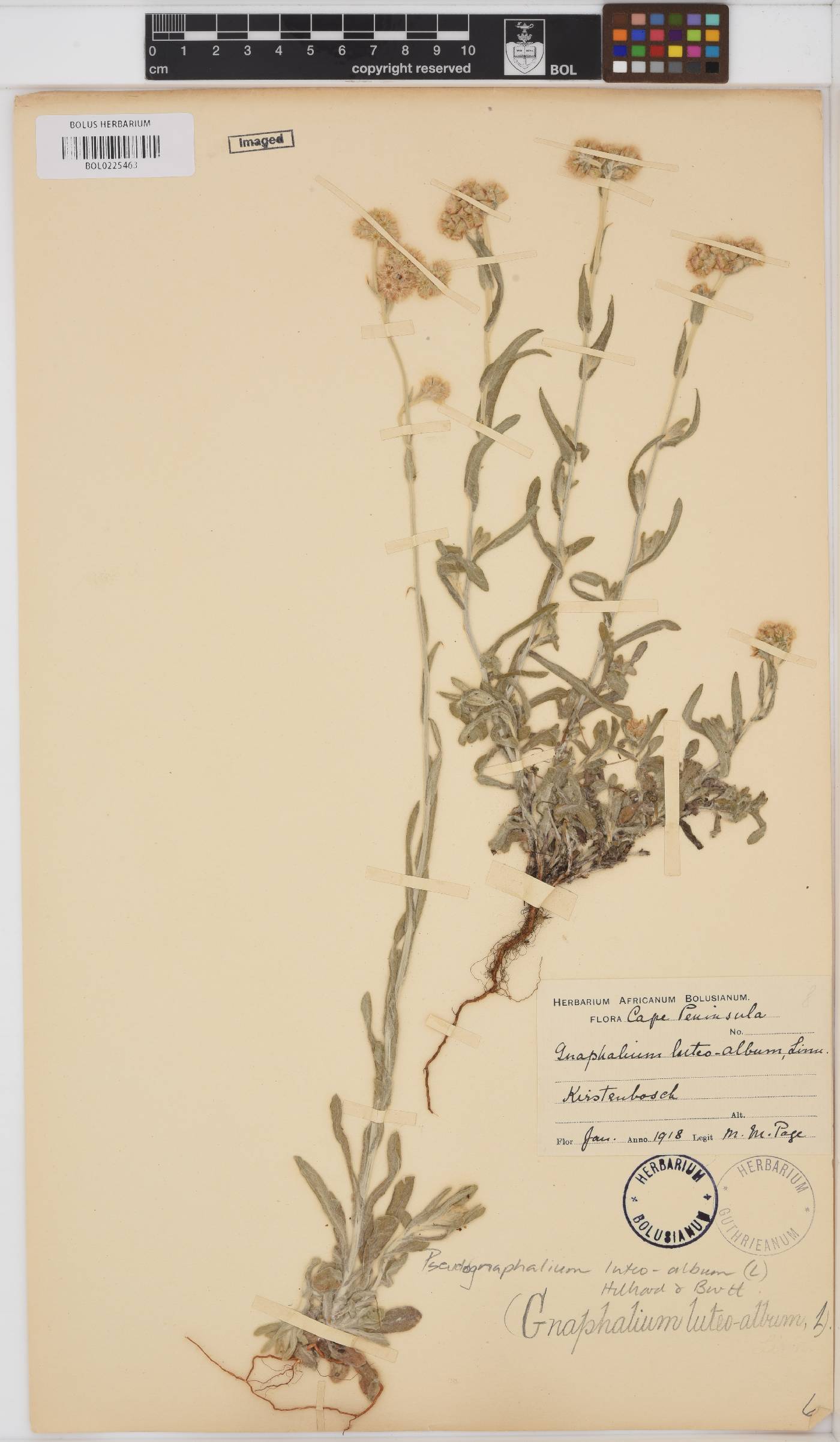 Helichrysum luteoalbum image