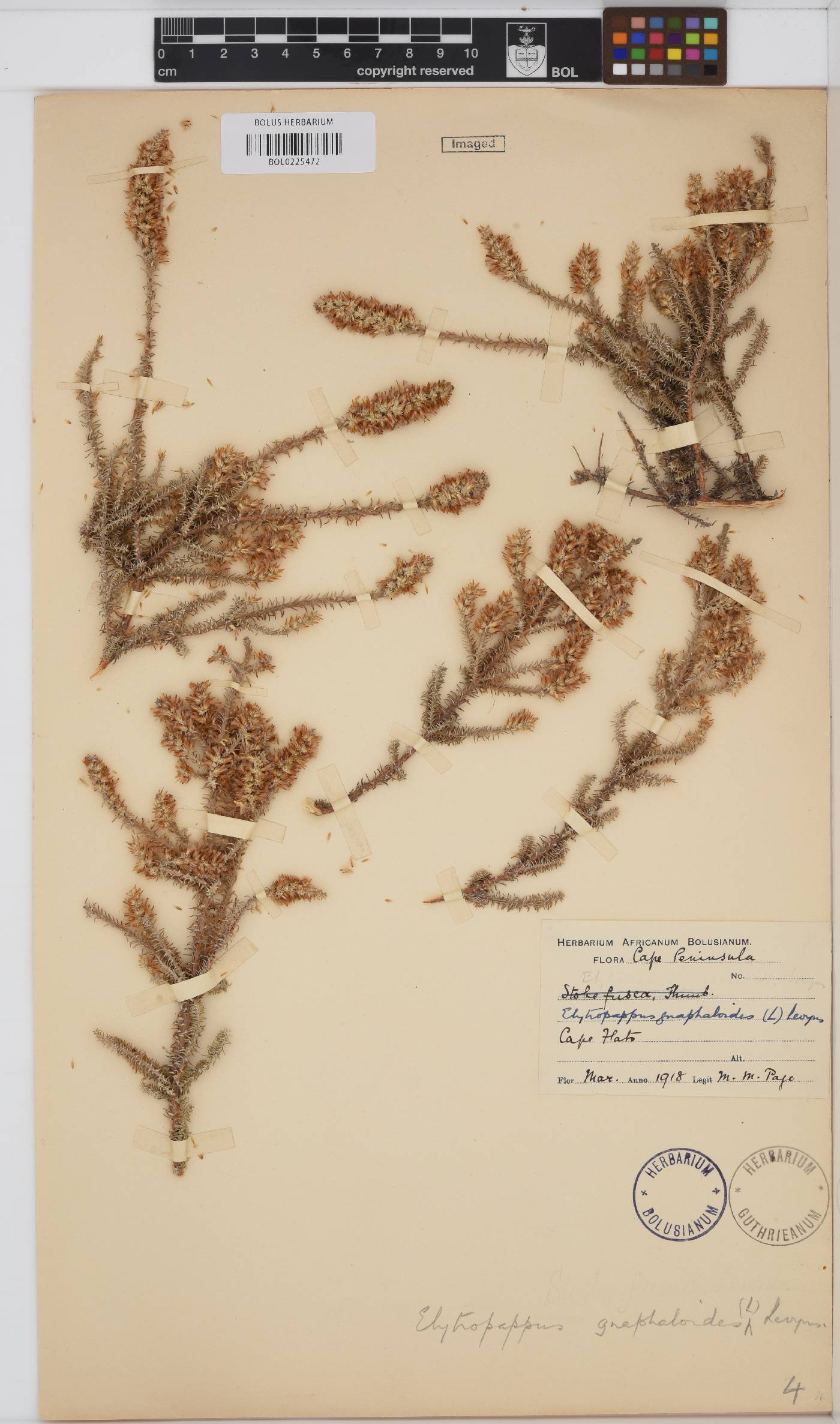 Myrovernix gnaphaloides image