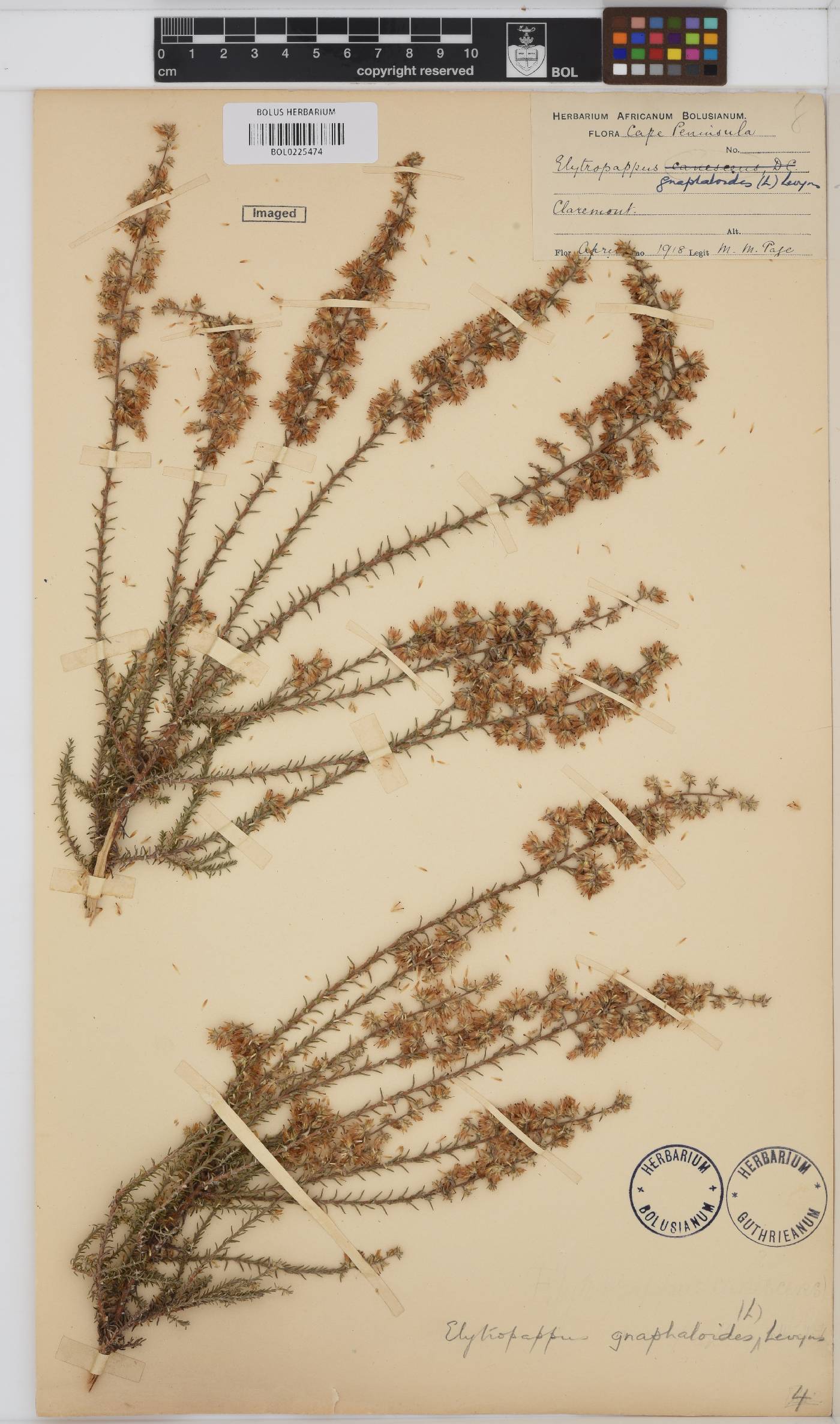 Myrovernix gnaphaloides image