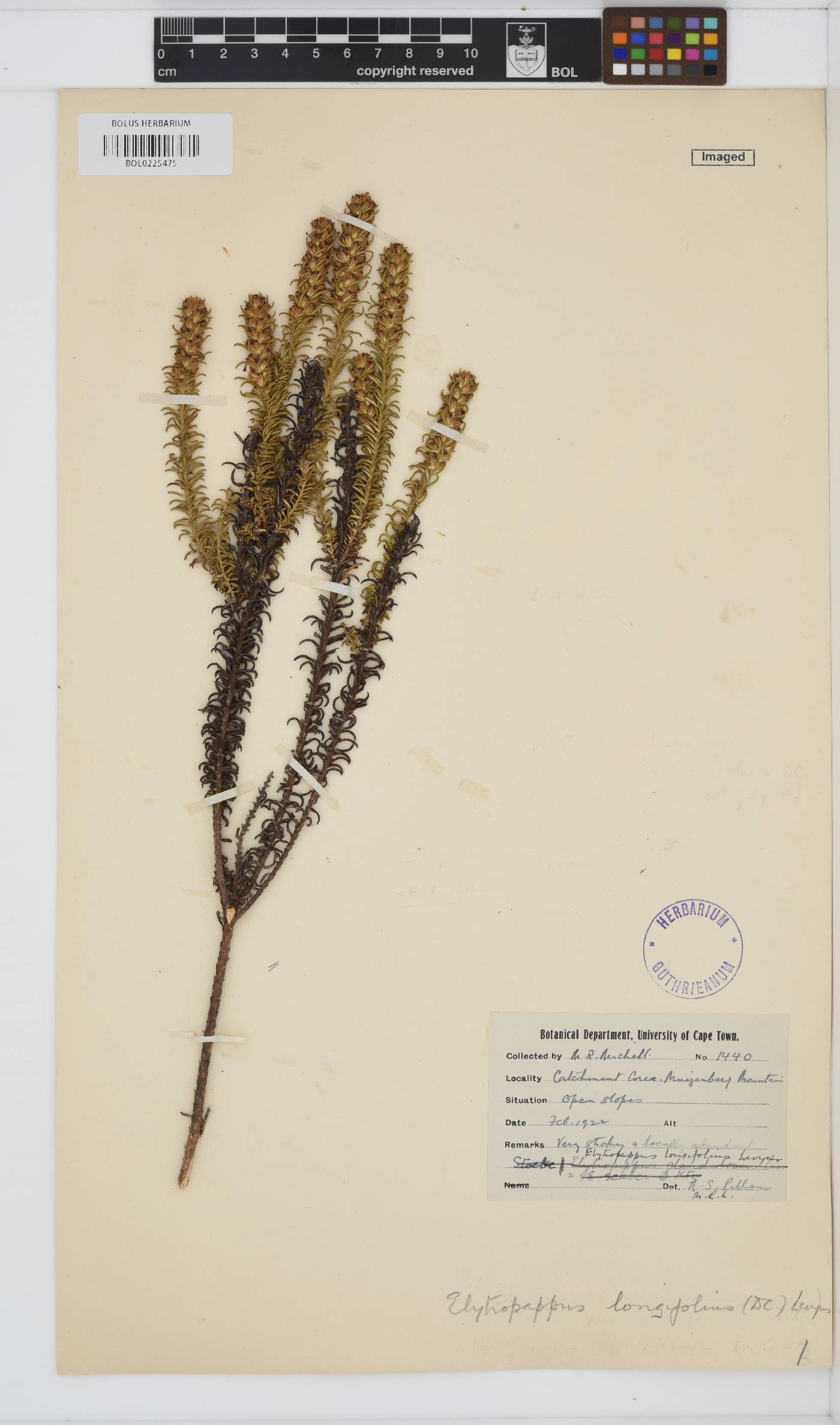 Myrovernix longifolius image