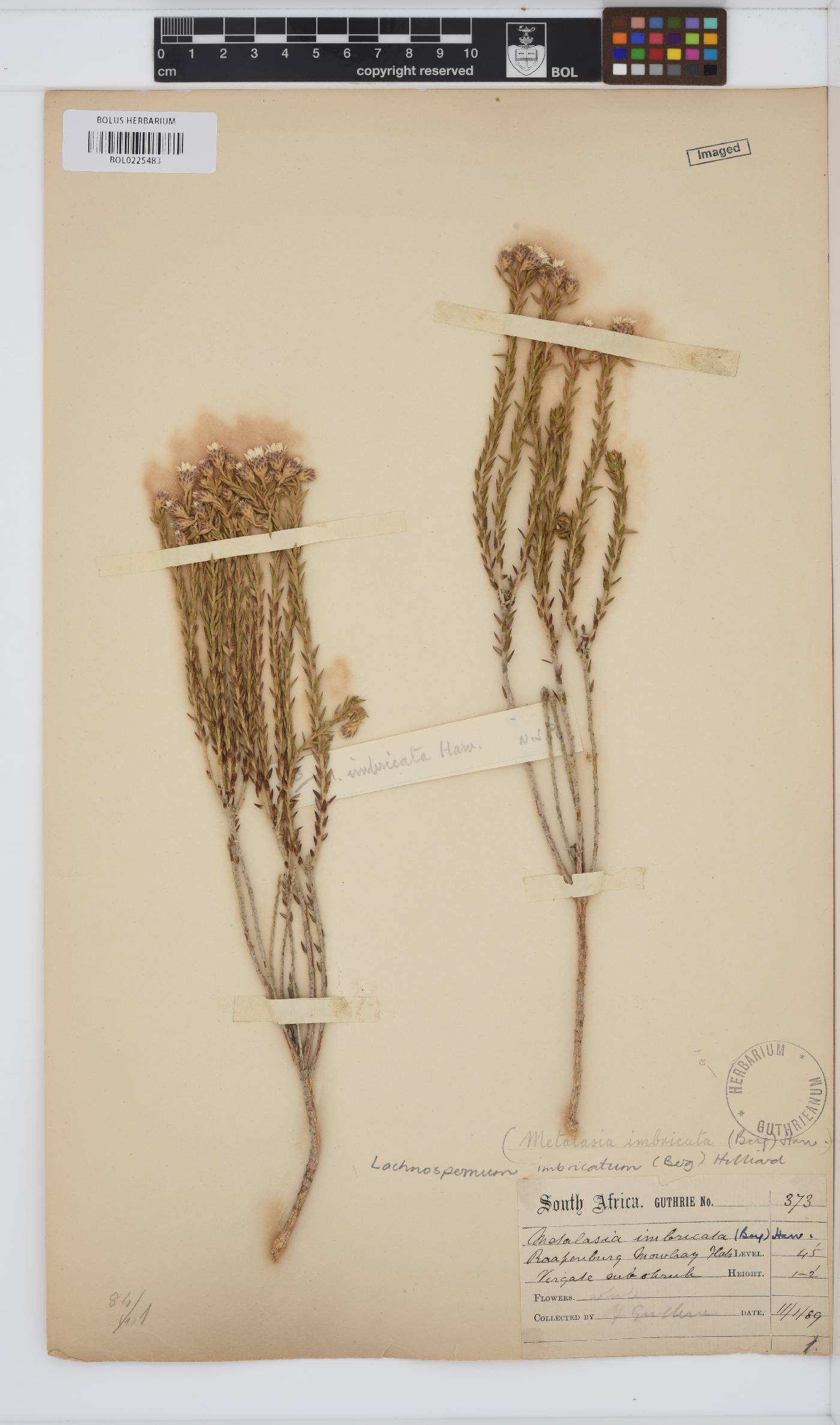 Lachnospermum imbricatum image